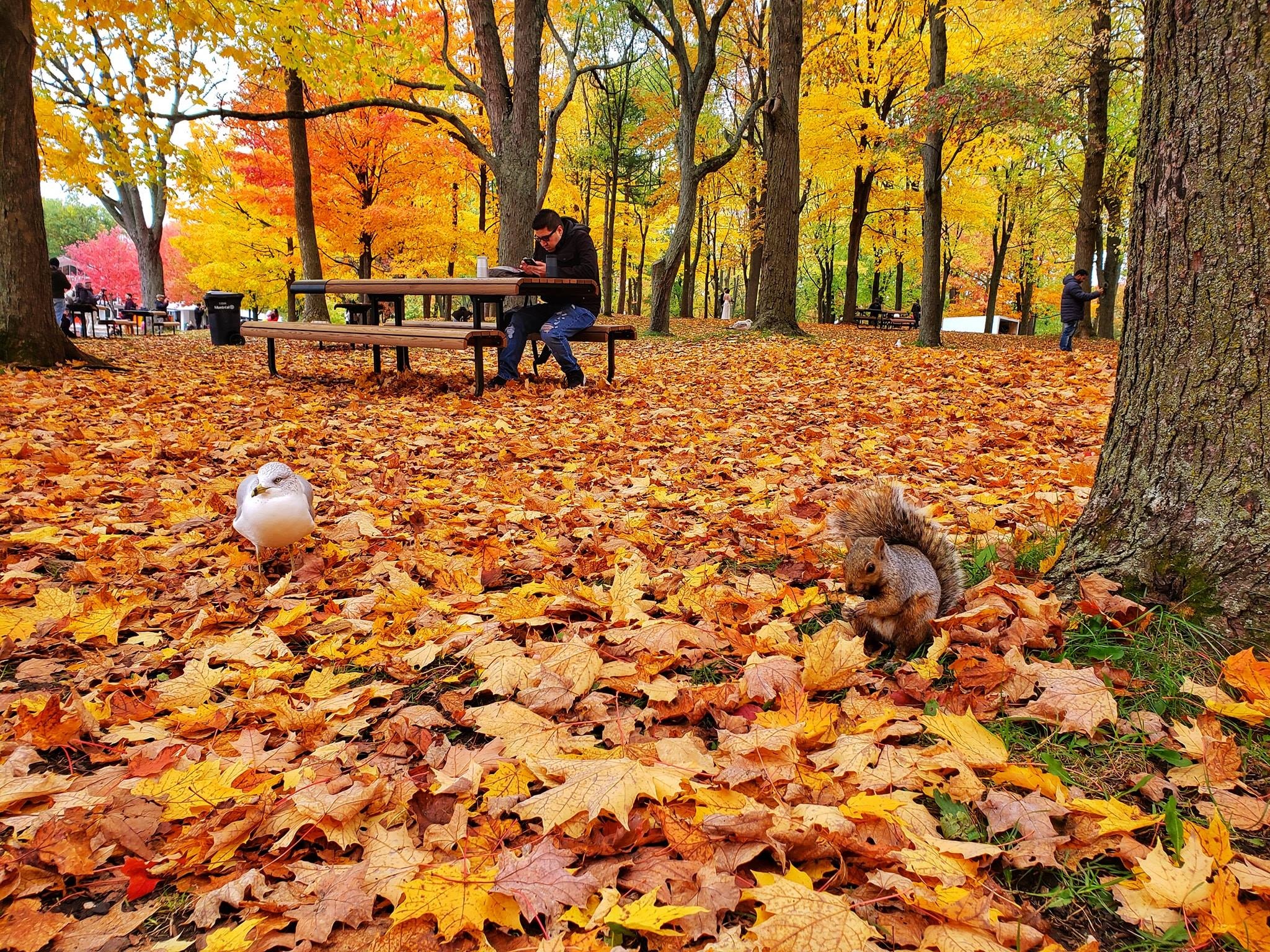 Canada cuối thu ảnh 32 Canada cuoi thu anh 32