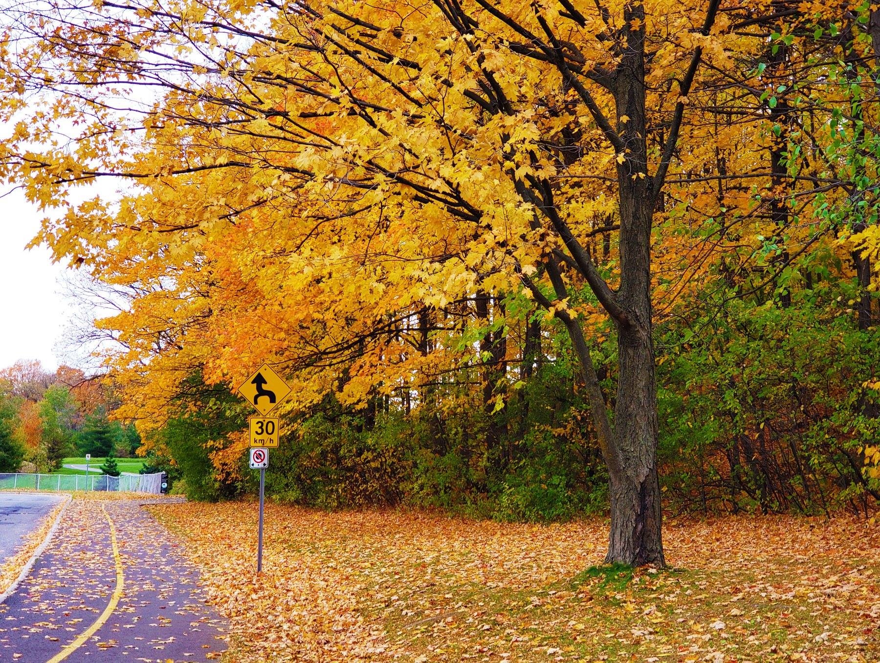 Canada cuối thu ảnh 15 Canada cuoi thu anh 15