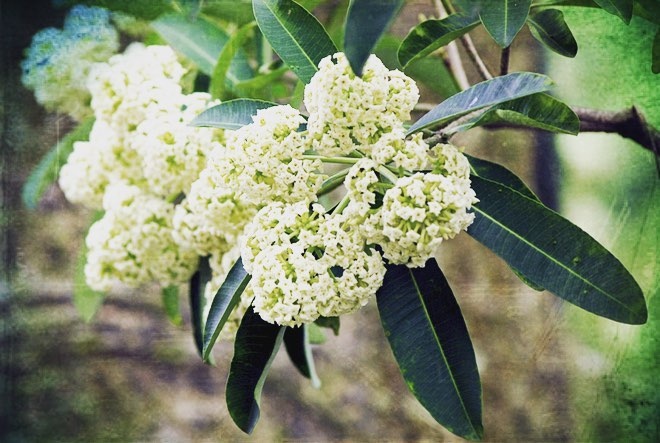 Mua hoa thang 11 anh 6