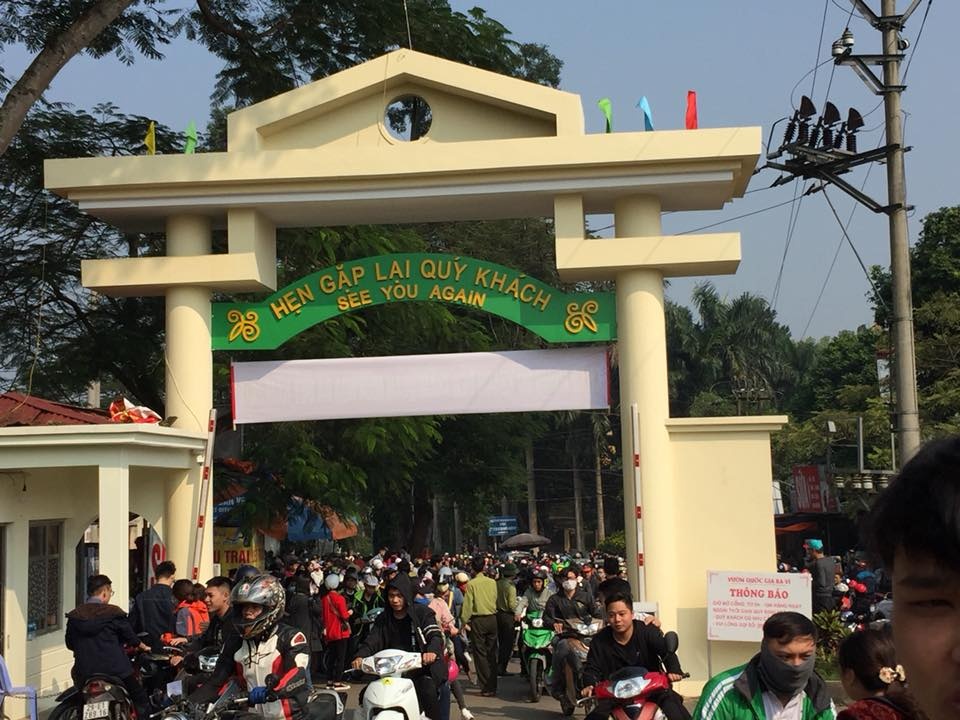 Hoa dã quỳ Ba Vì ảnh 1 Hoa da quy Ba Vi anh 1