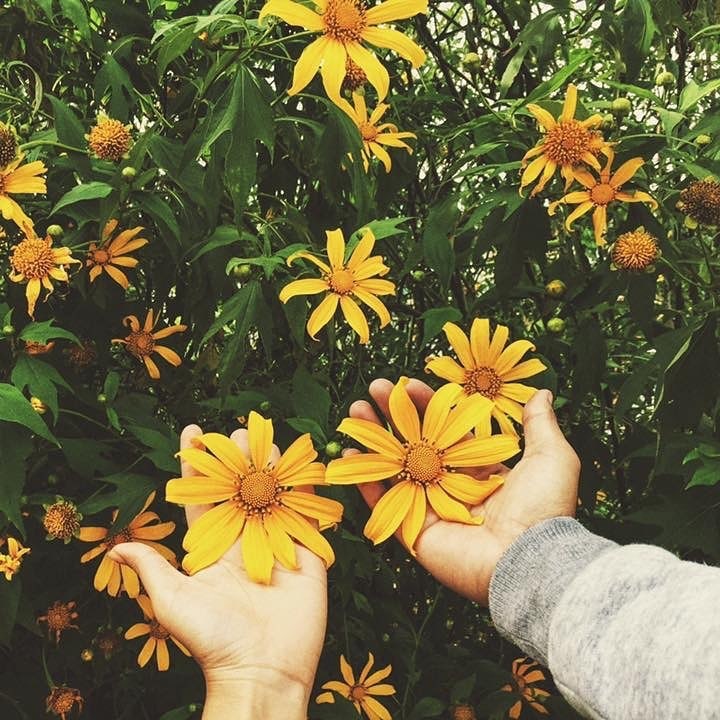 Mua hoa thang 11 anh 13