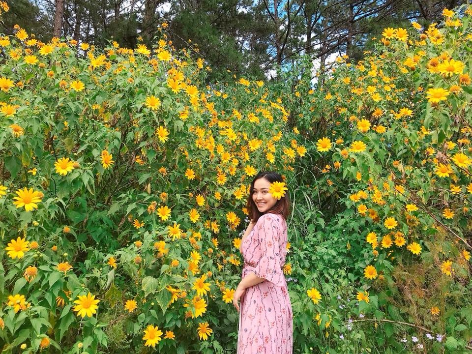 Hoa dã quỳ Ba Vì ảnh 2 Hoa da quy Ba Vi anh 2