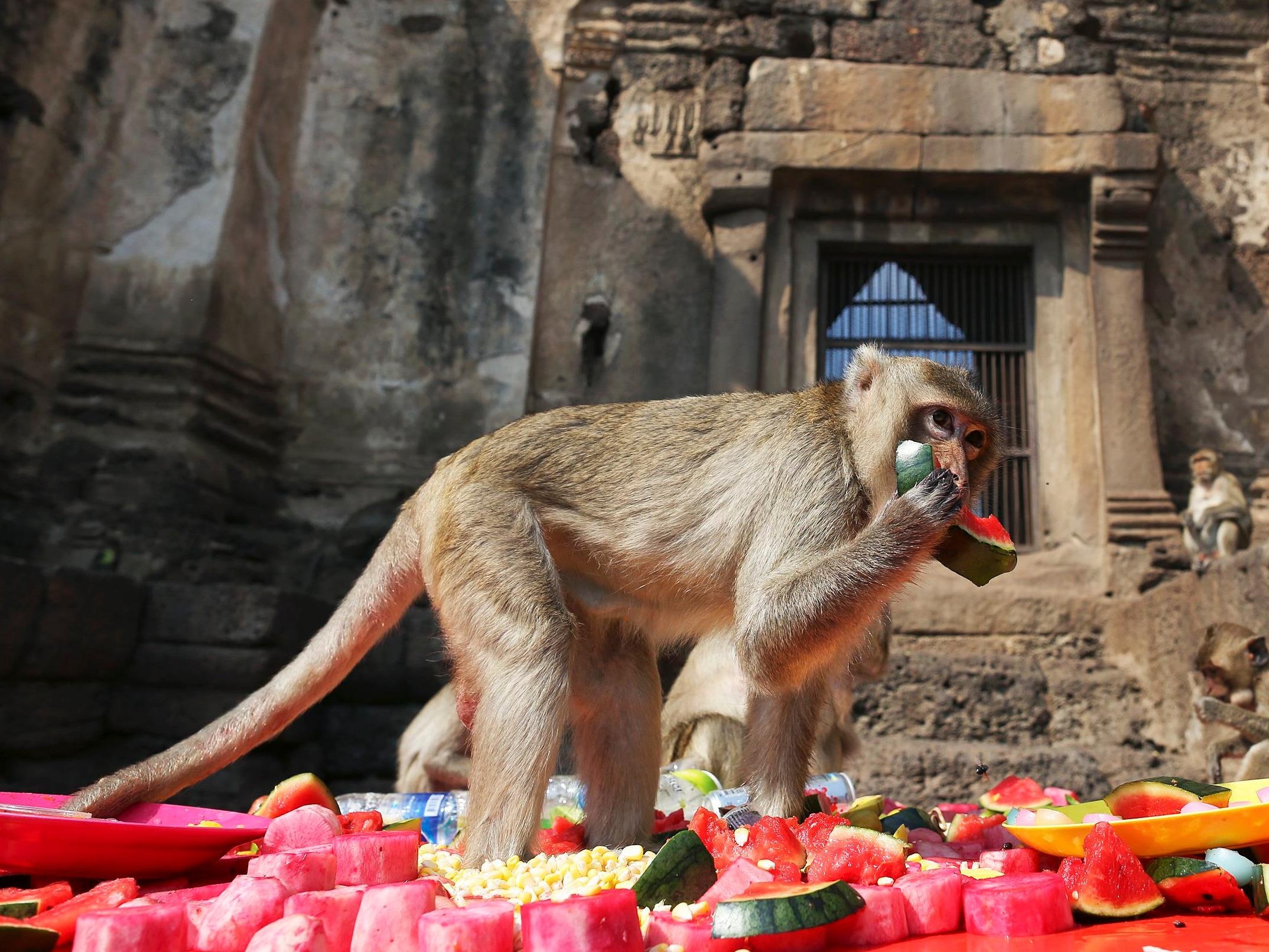 Le hoi khinh khi cau, bua tiec cho khi hap dan du khach thang 11 hinh anh
