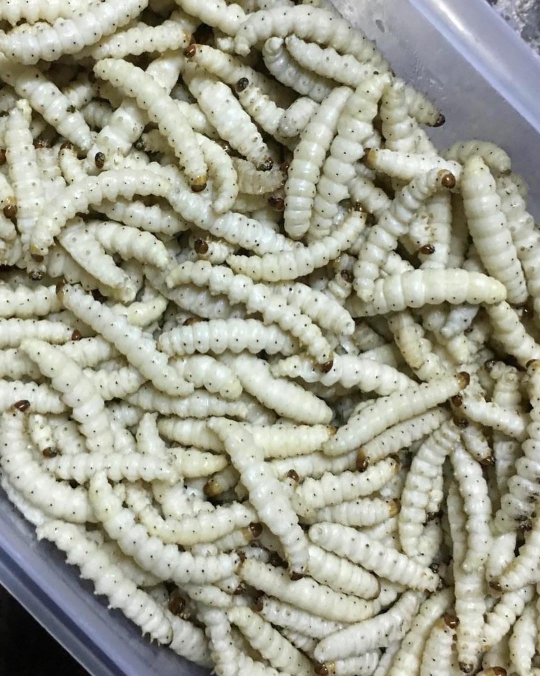 Mon an kinh di chau A anh 8