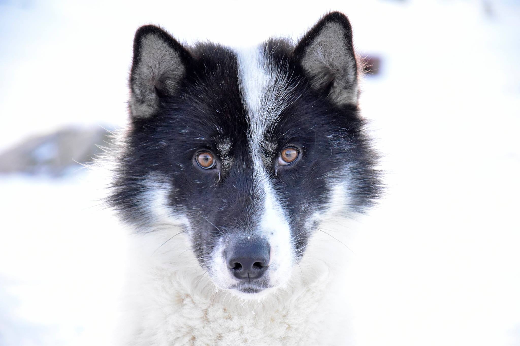 San hai cau o Greenland anh 15