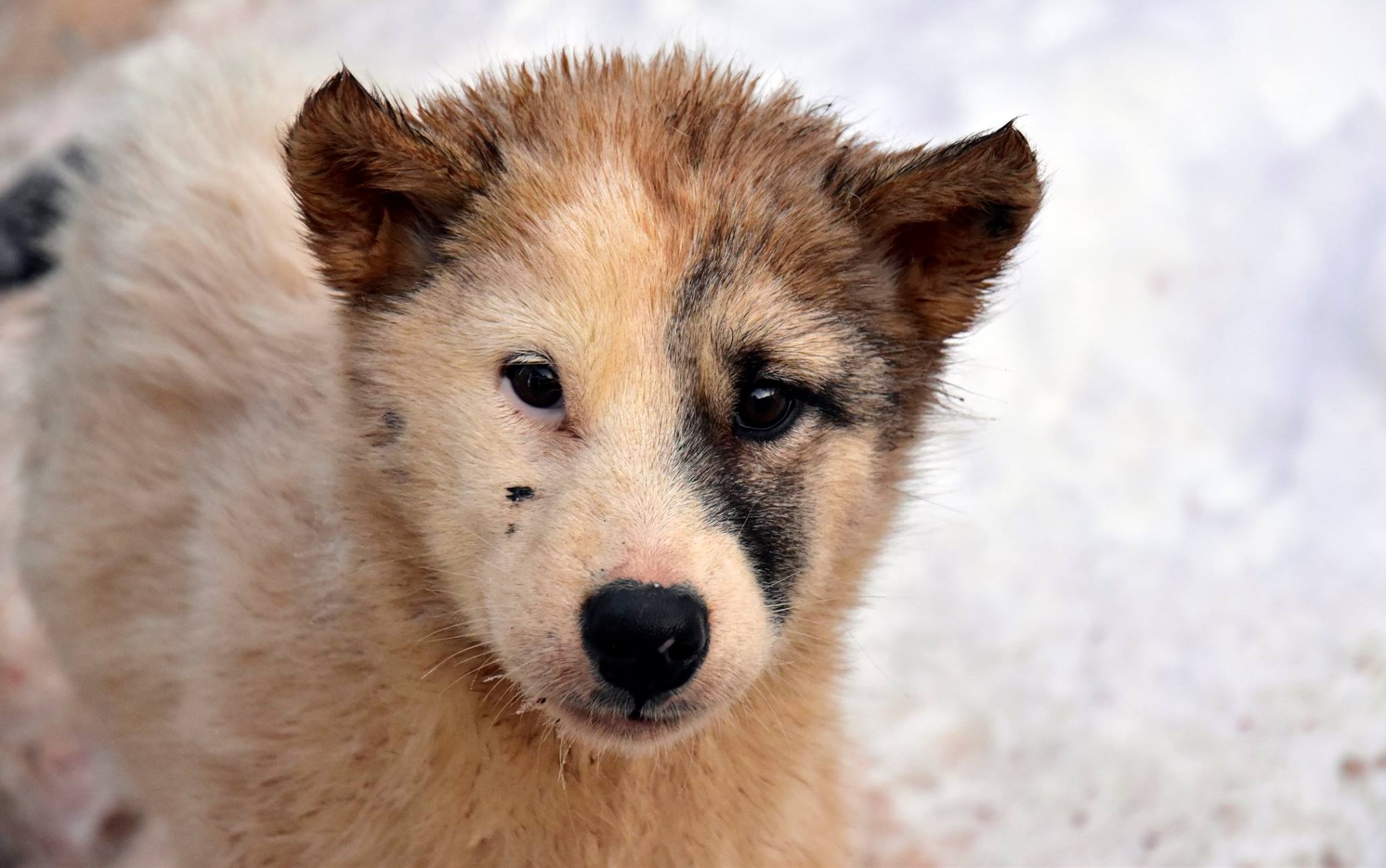 San hai cau o Greenland anh 16