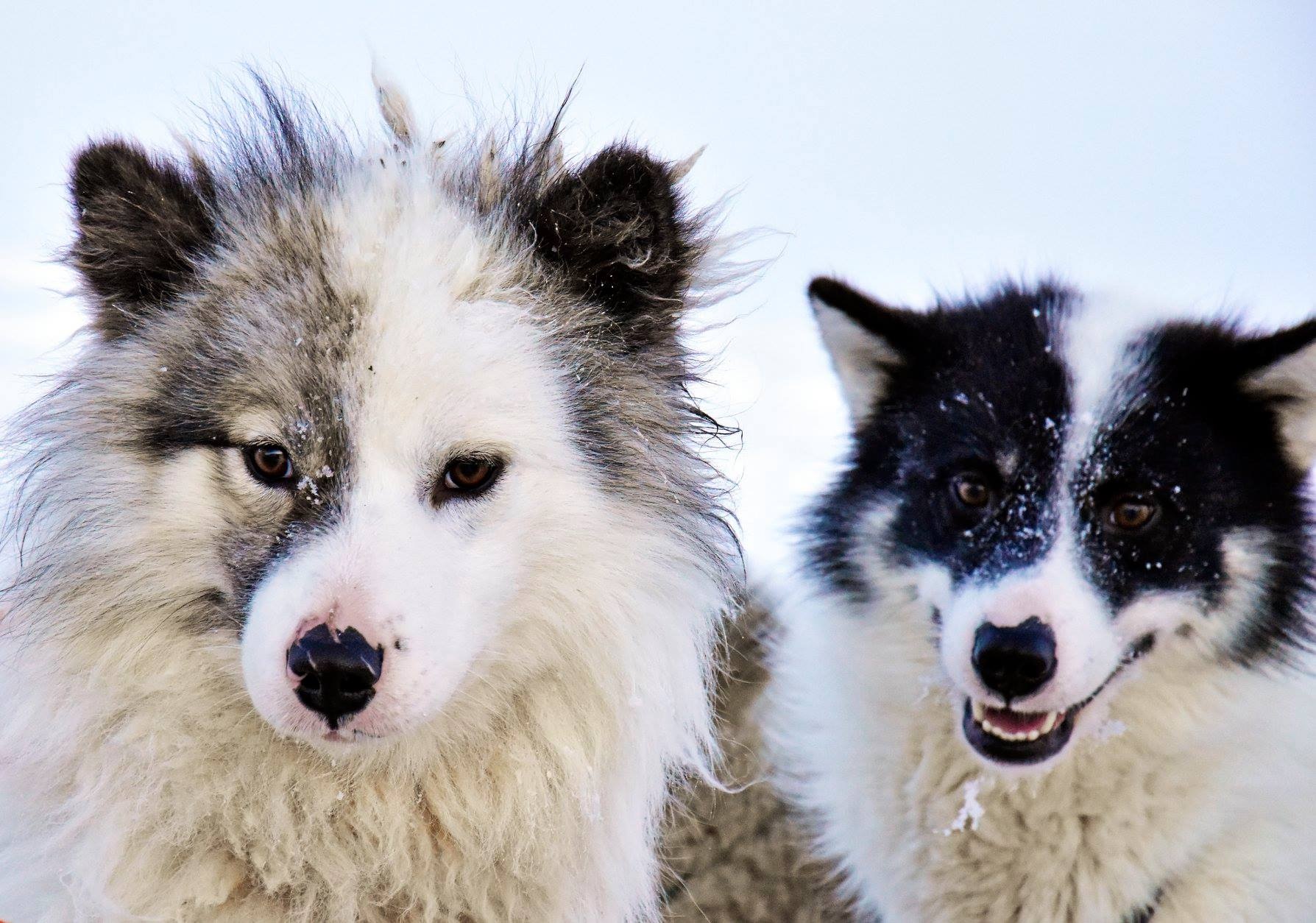 San hai cau o Greenland anh 17