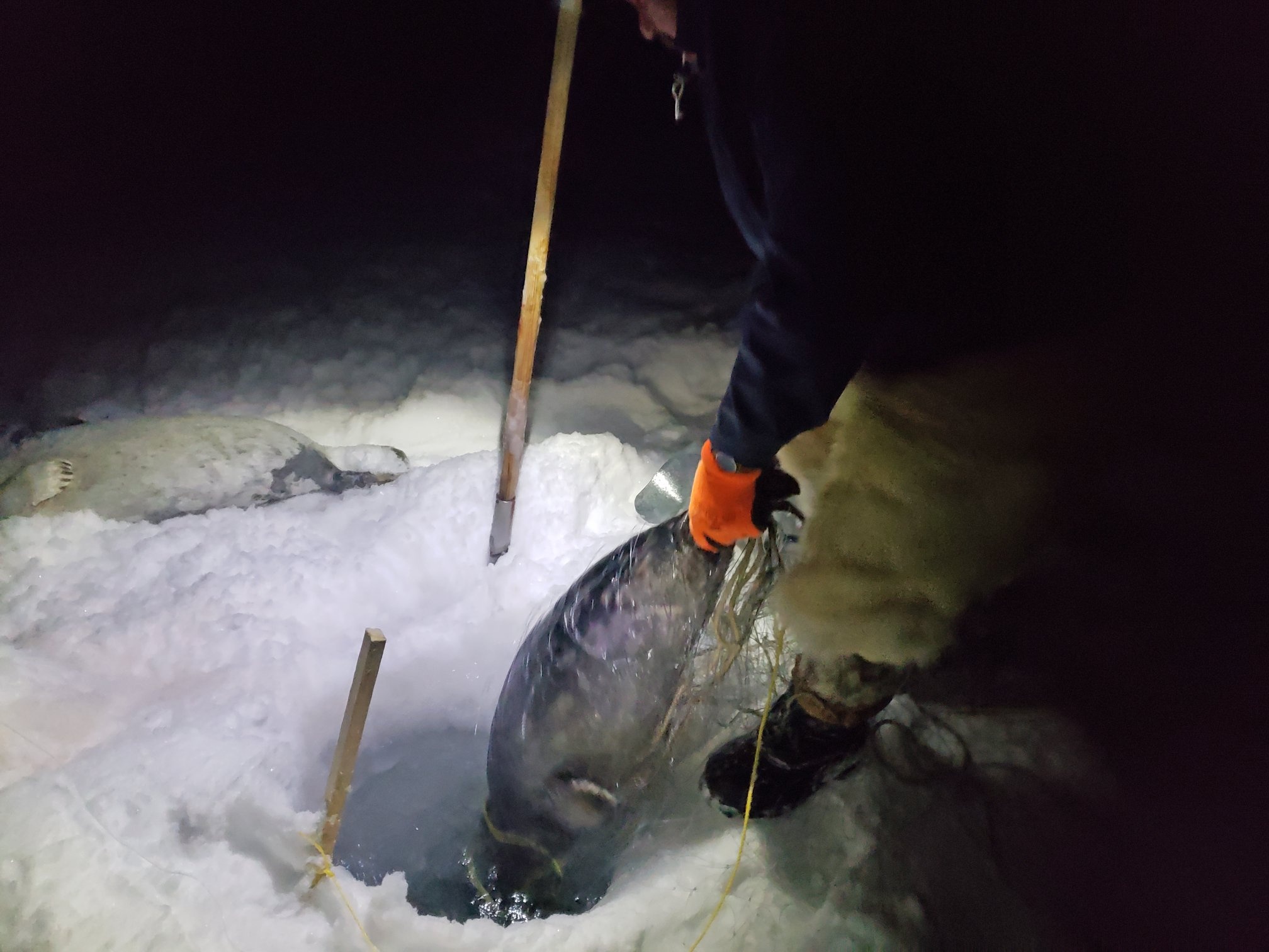 San hai cau o Greenland anh 24