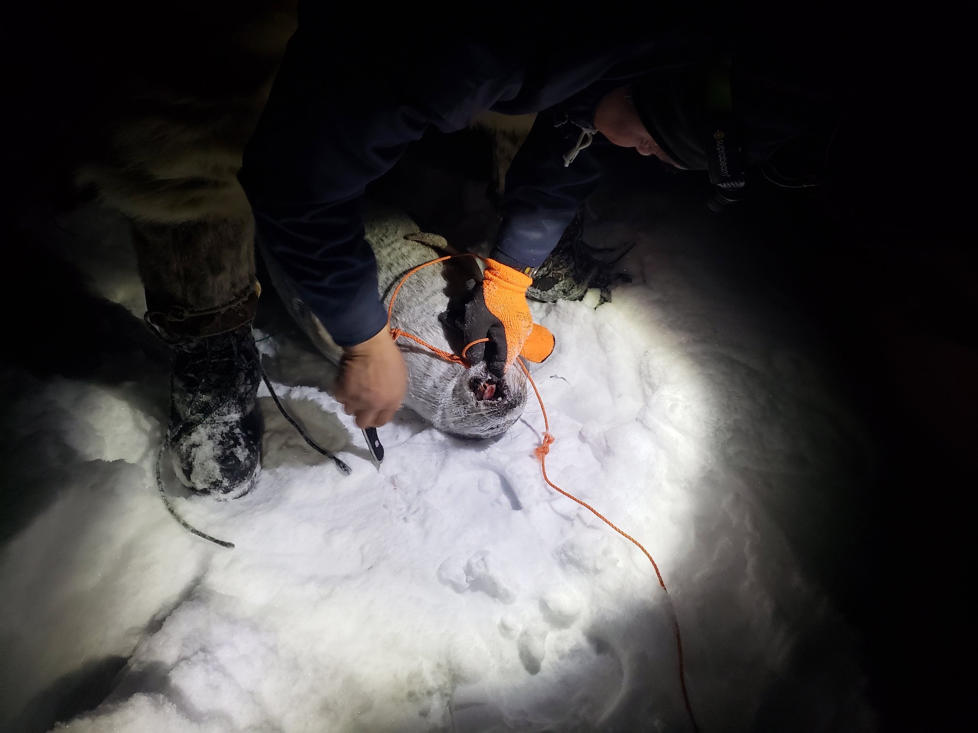 San hai cau o Greenland anh 25