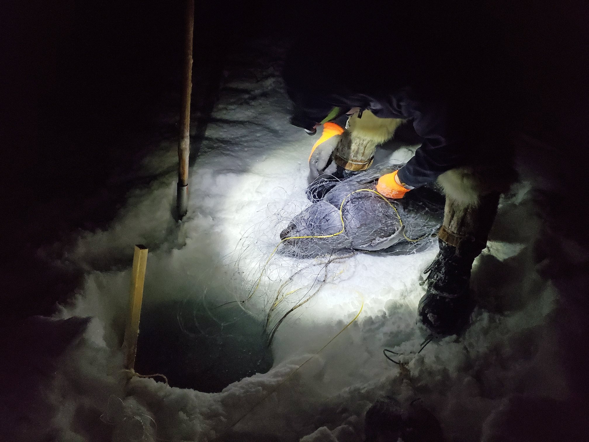 Cau chuyen Greenland anh 36