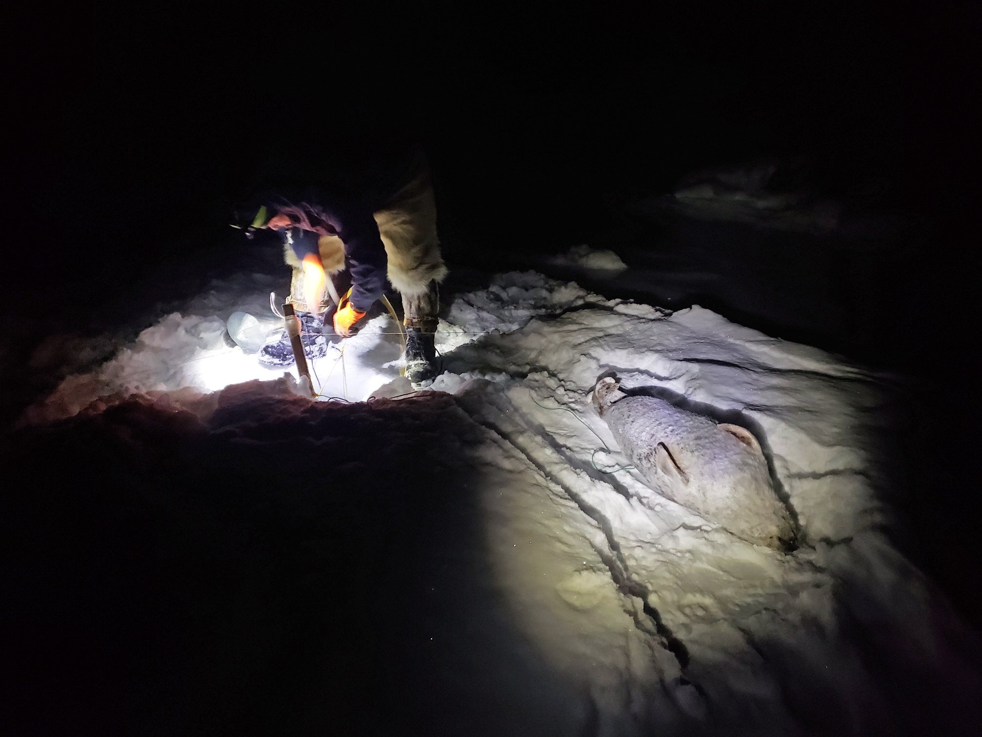 Cau chuyen Greenland anh 37