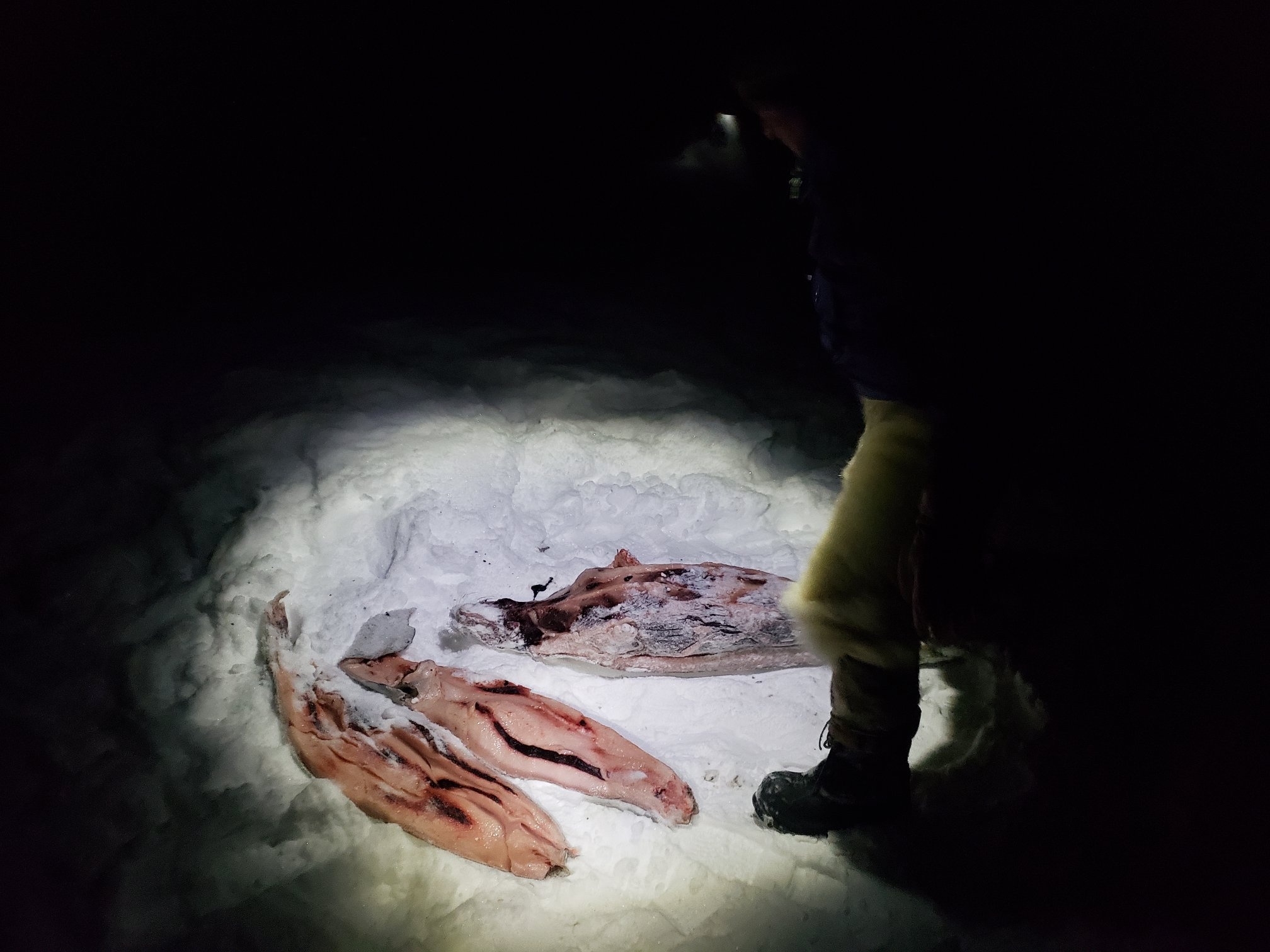 Cau chuyen Greenland anh 38