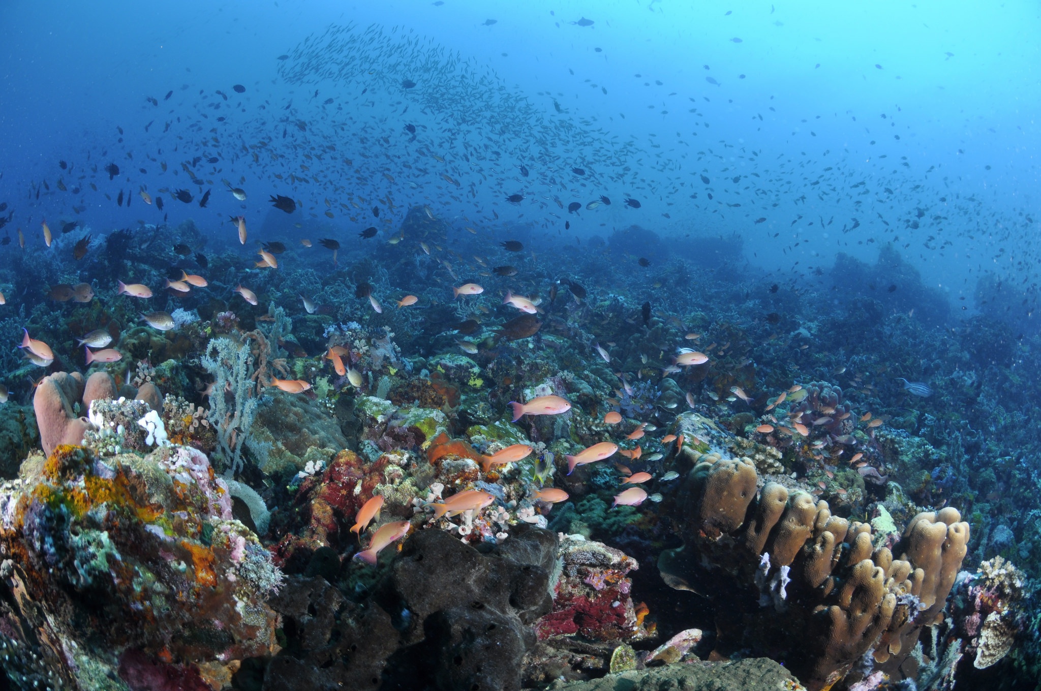 Hòn đảo ở Philippines ảnh 4 Hon dao o Philippines anh 4