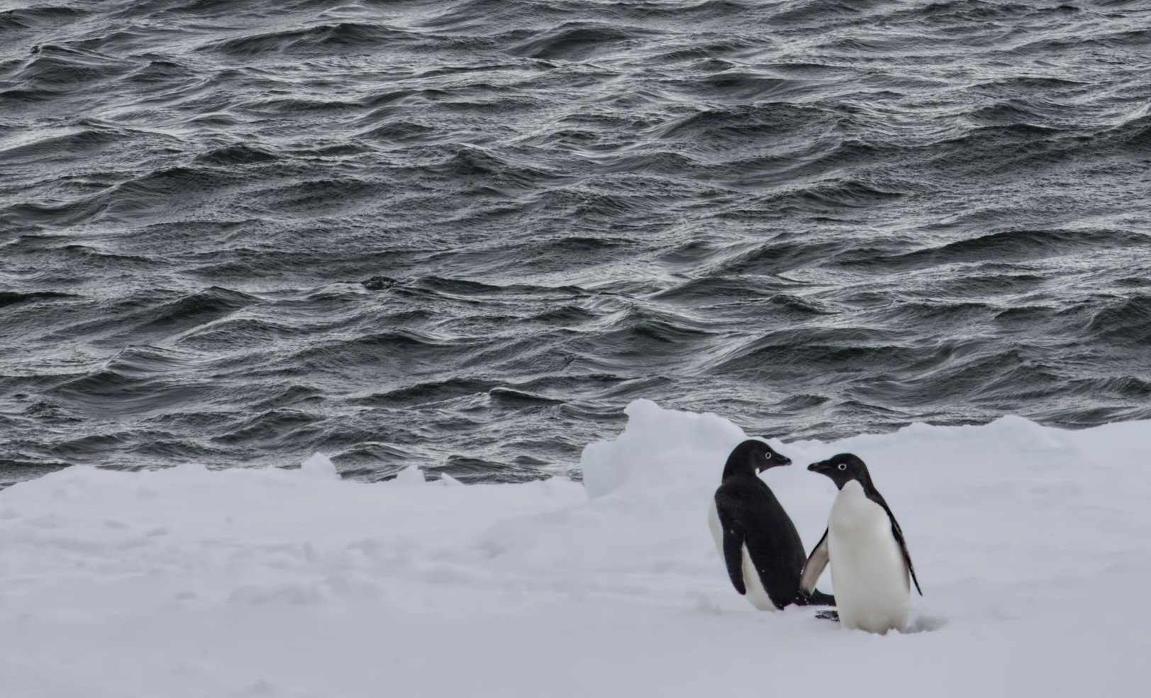 Chinh phuc Nam Cuc anh 24