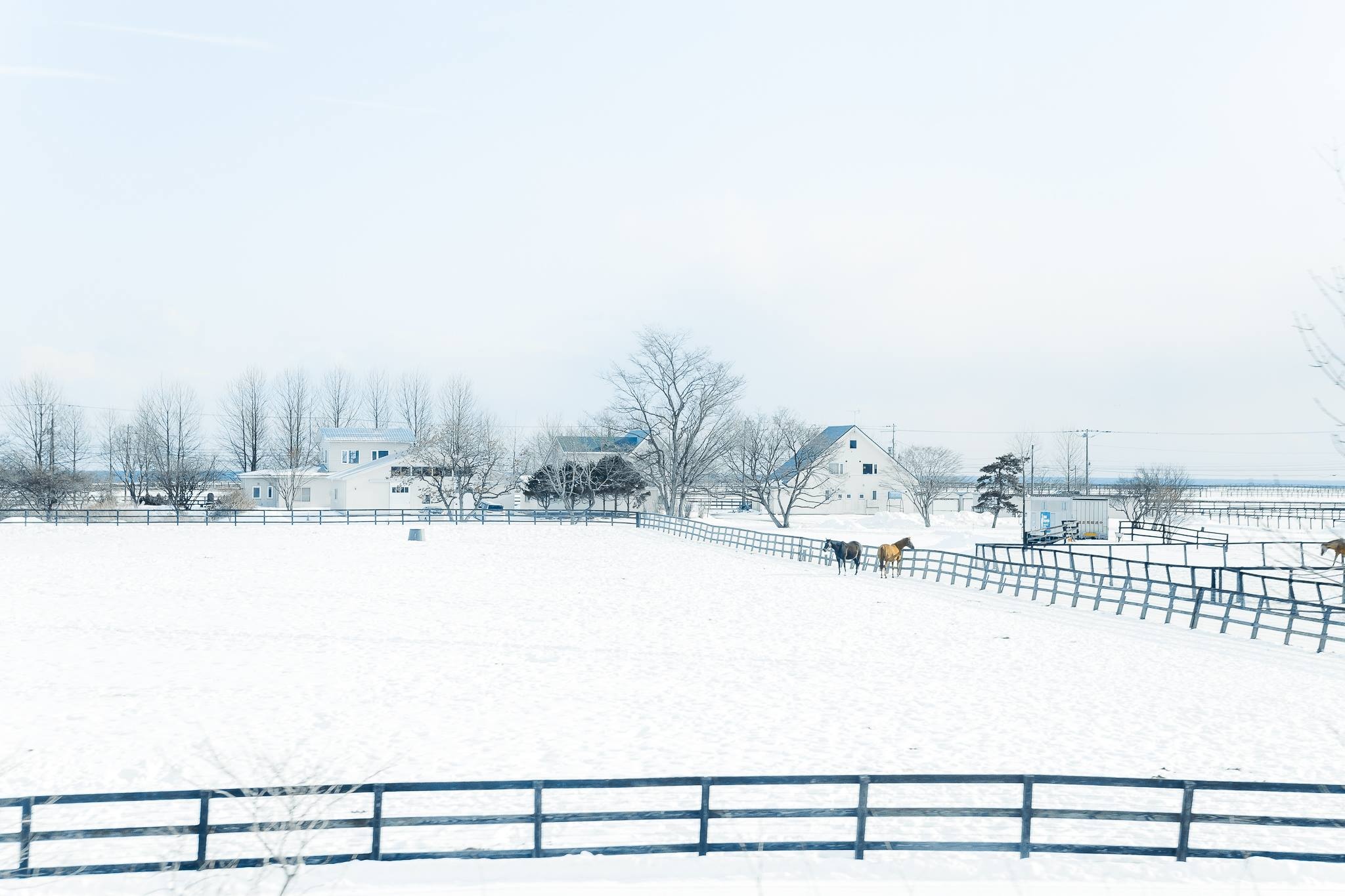 Hokkaido mua dong anh 10