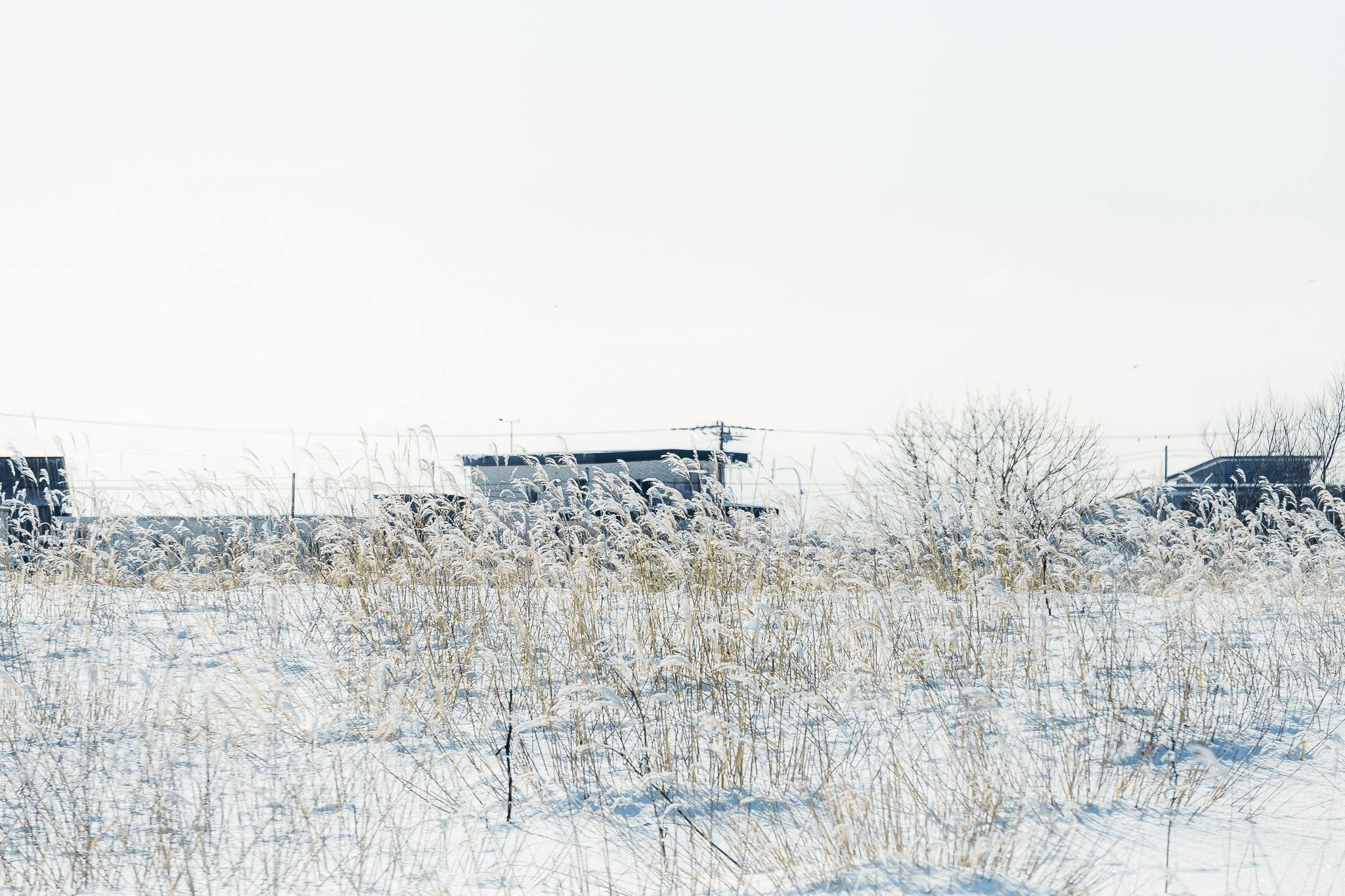 Hokkaido mua dong anh 17