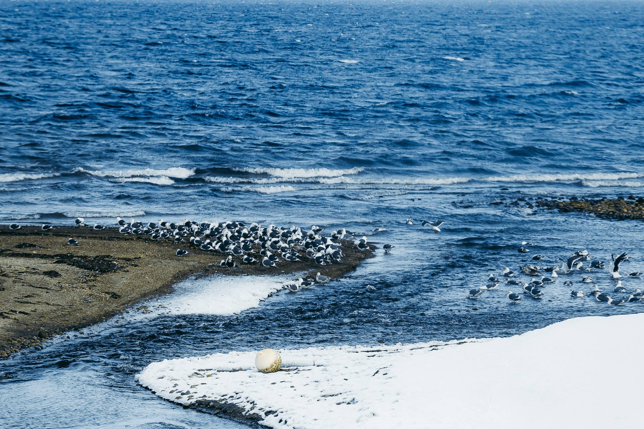 Hokkaido mua dong anh 18