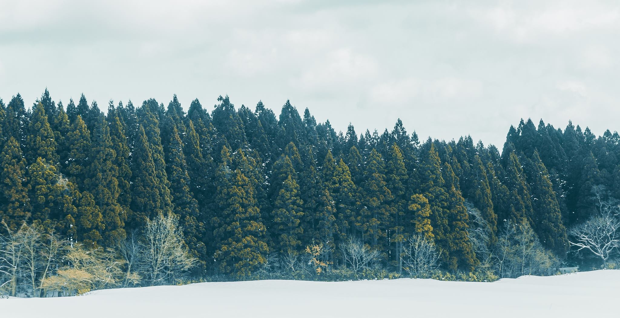 Hokkaido mua dong anh 19