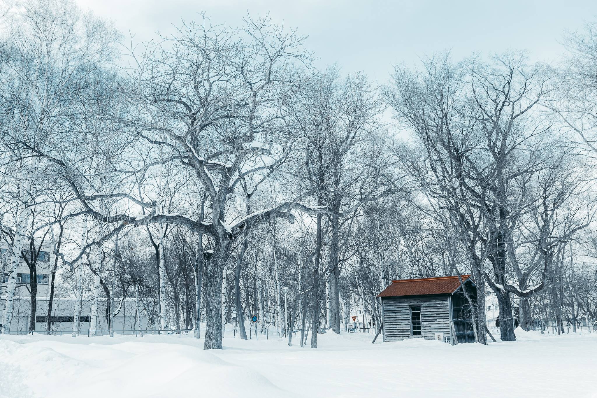 Hokkaido mua dong anh 20