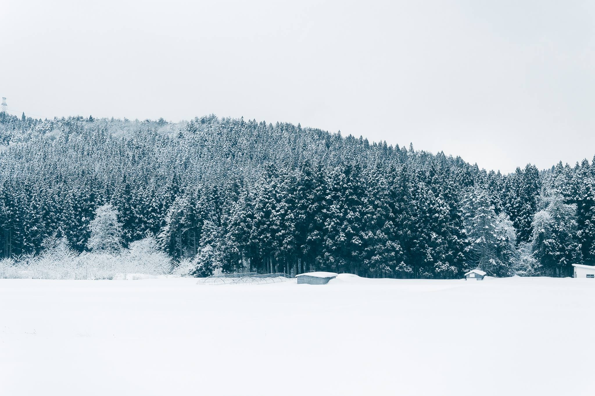 Hokkaido mua dong anh 5