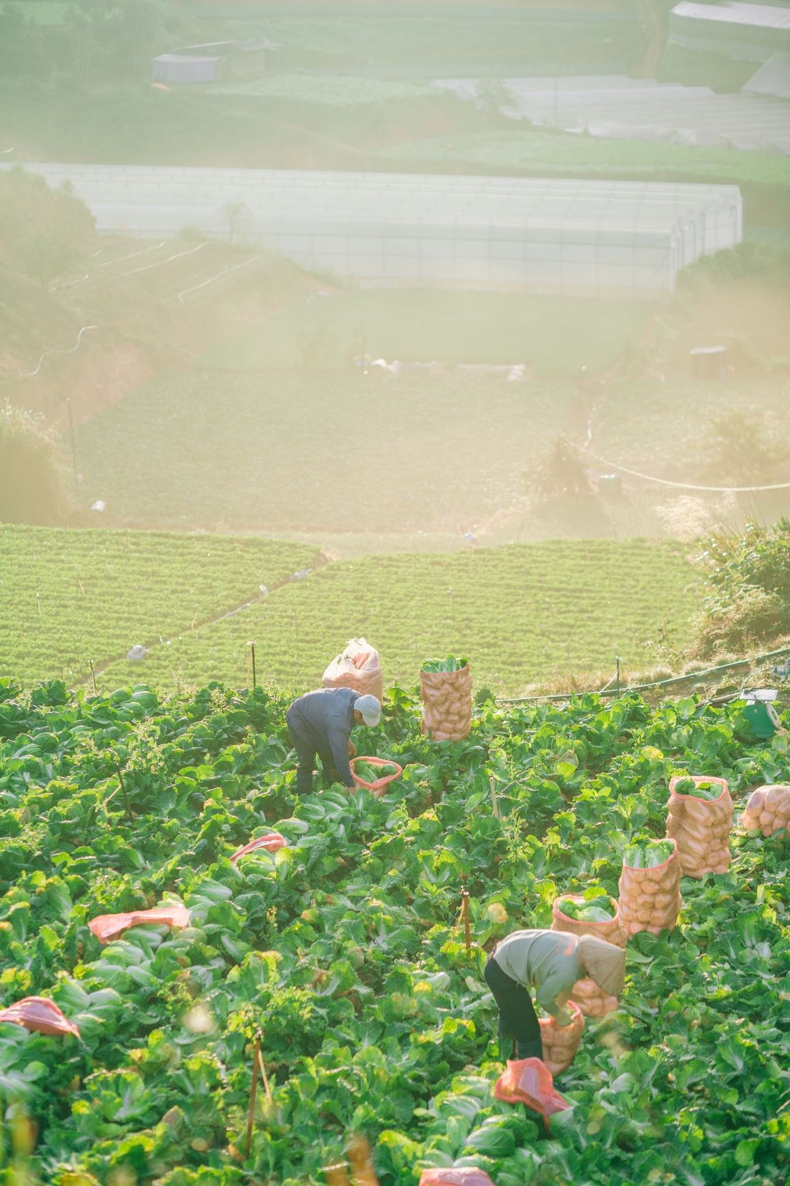 Đà Lạt ảnh 36 Da Lat anh 36