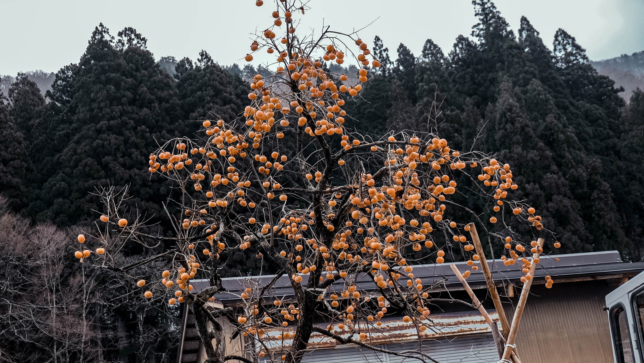 Lang co Nhat Ban anh 8