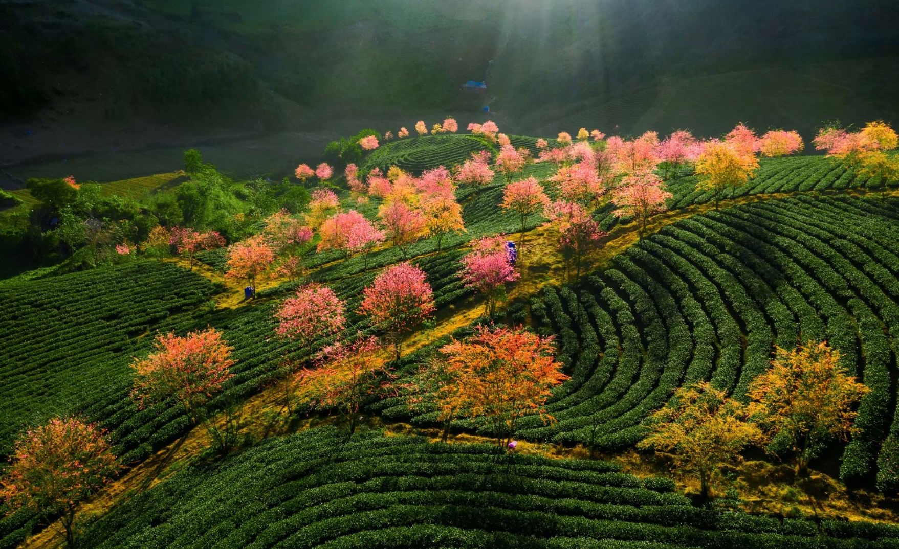 Đồi chè Ô Long Sa Pa ảnh 5 Doi che O Long Sa Pa anh 5