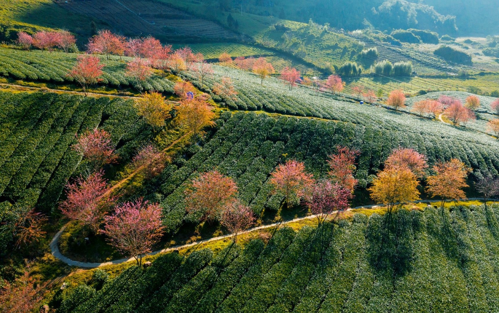Đồi chè Ô Long Sa Pa ảnh 2 Doi che O Long Sa Pa anh 2