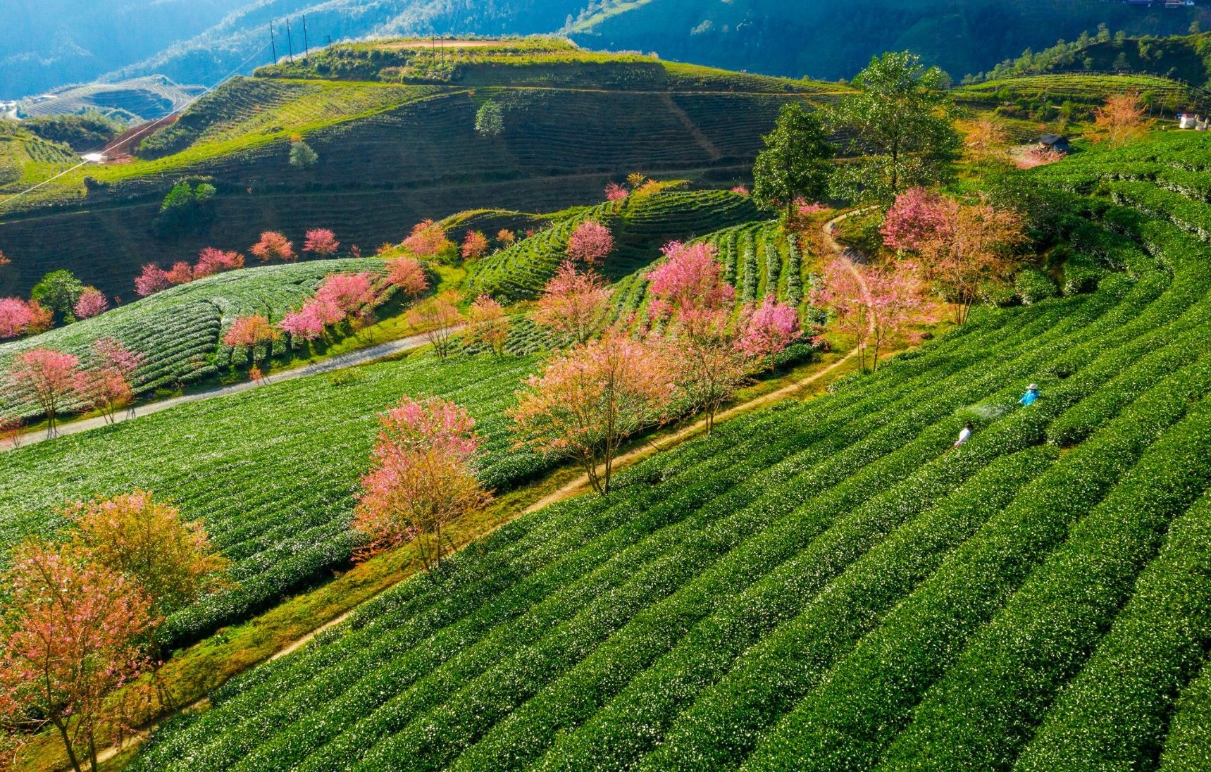 Đồi chè Ô Long Sa Pa ảnh 6 Doi che O Long Sa Pa anh 6