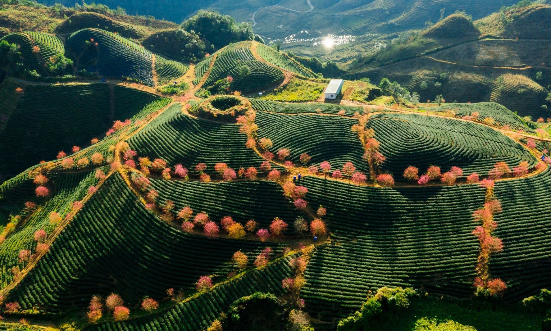 Đồi chè Ô Long Sa Pa ảnh 3 Doi che O Long Sa Pa anh 3