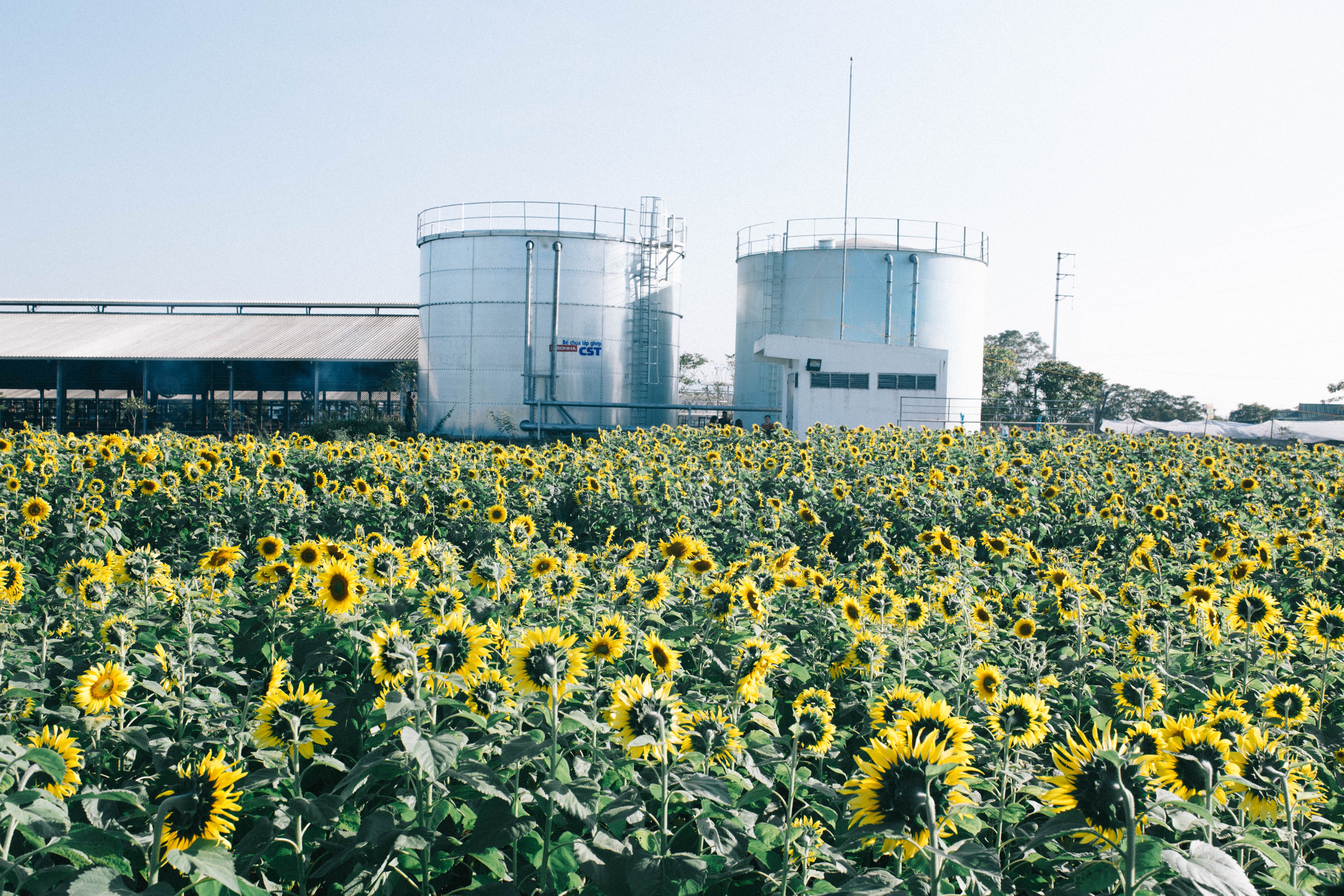 Canh dong hoa huong duong Nghe An anh 2