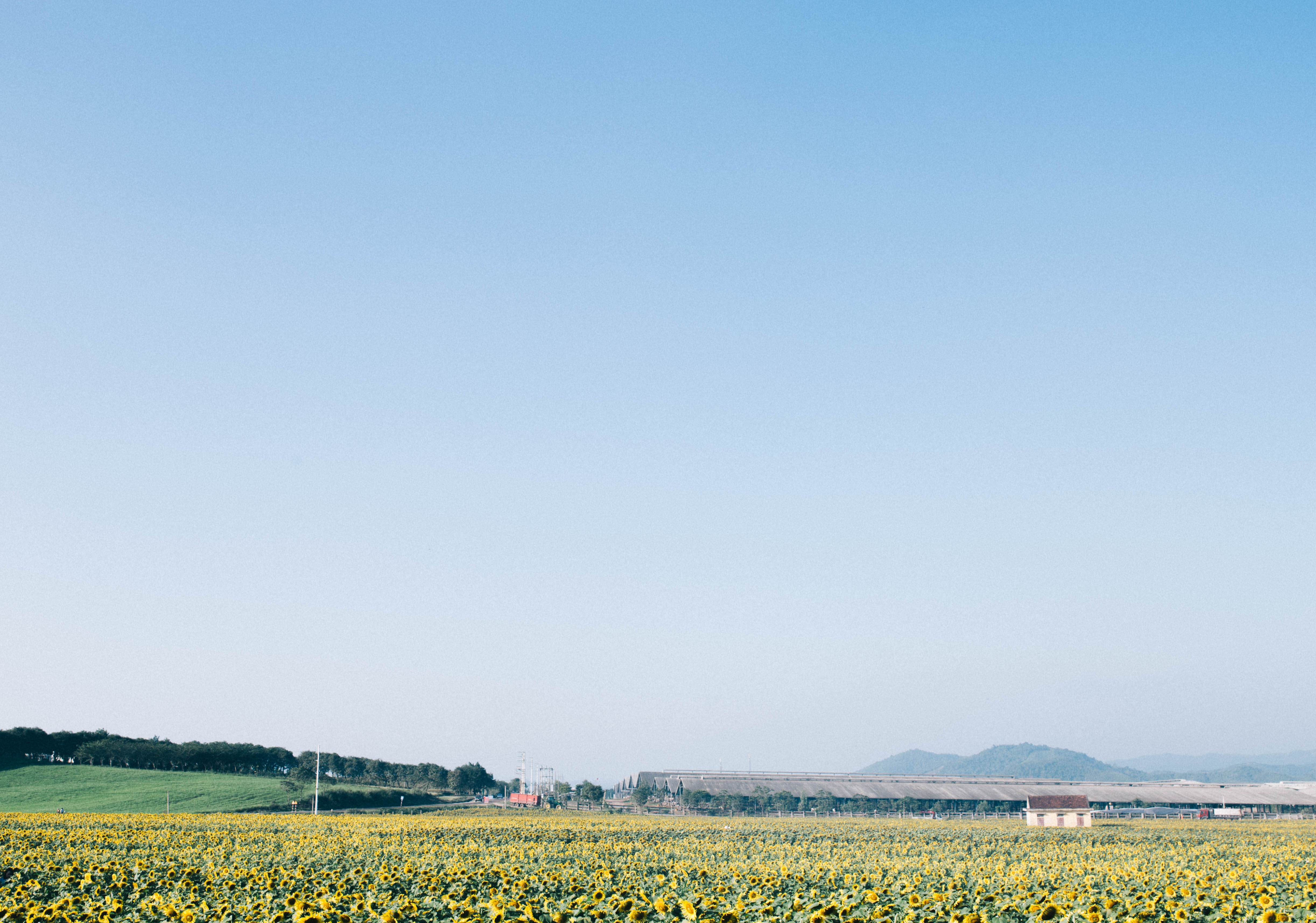 Canh dong hoa huong duong Nghe An anh 1