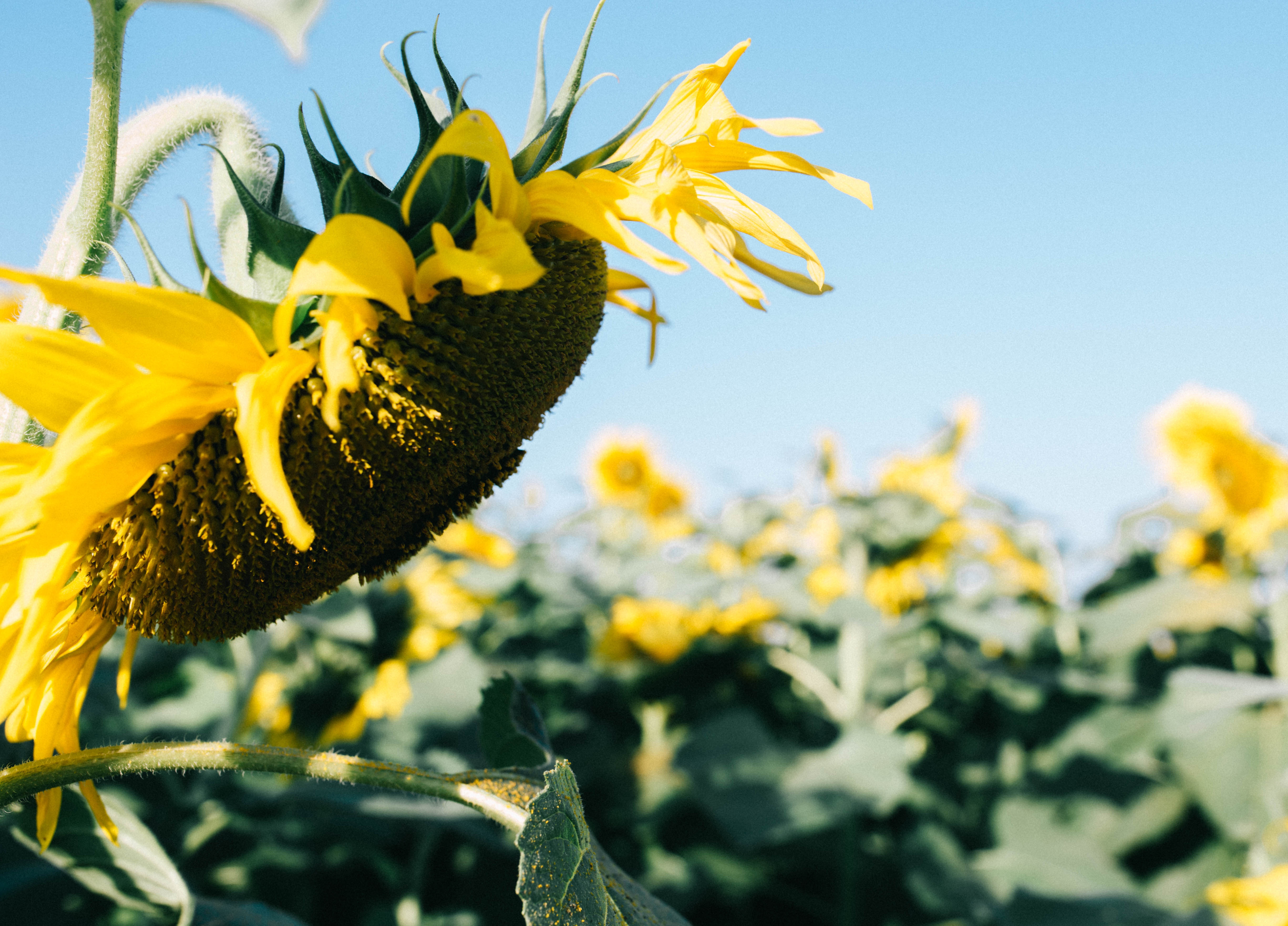 Nam moi ghe Nghe An, check-in ben canh dong hoa huong duong no ro hinh anh