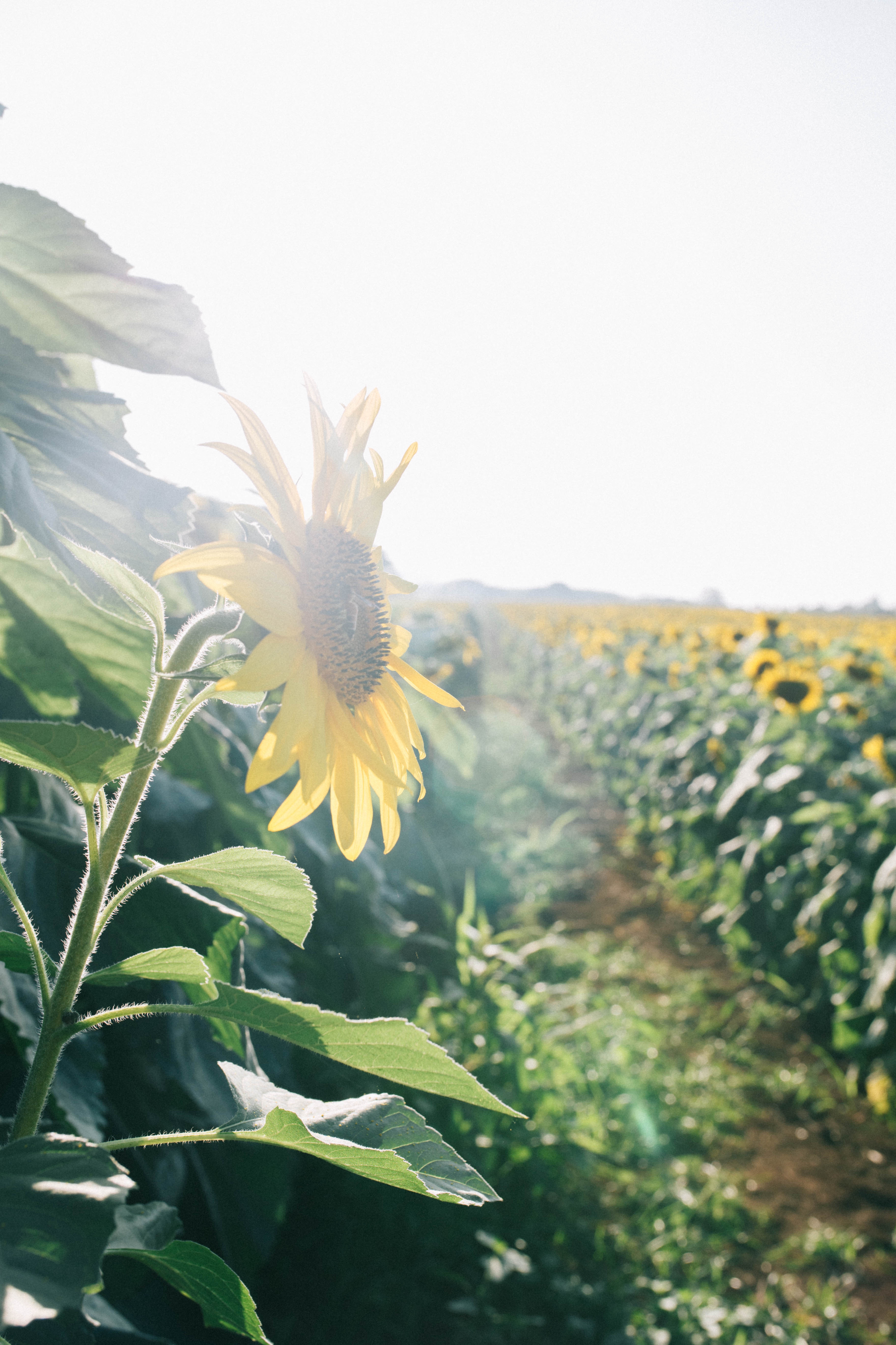 Canh dong hoa huong duong Nghe An anh 6