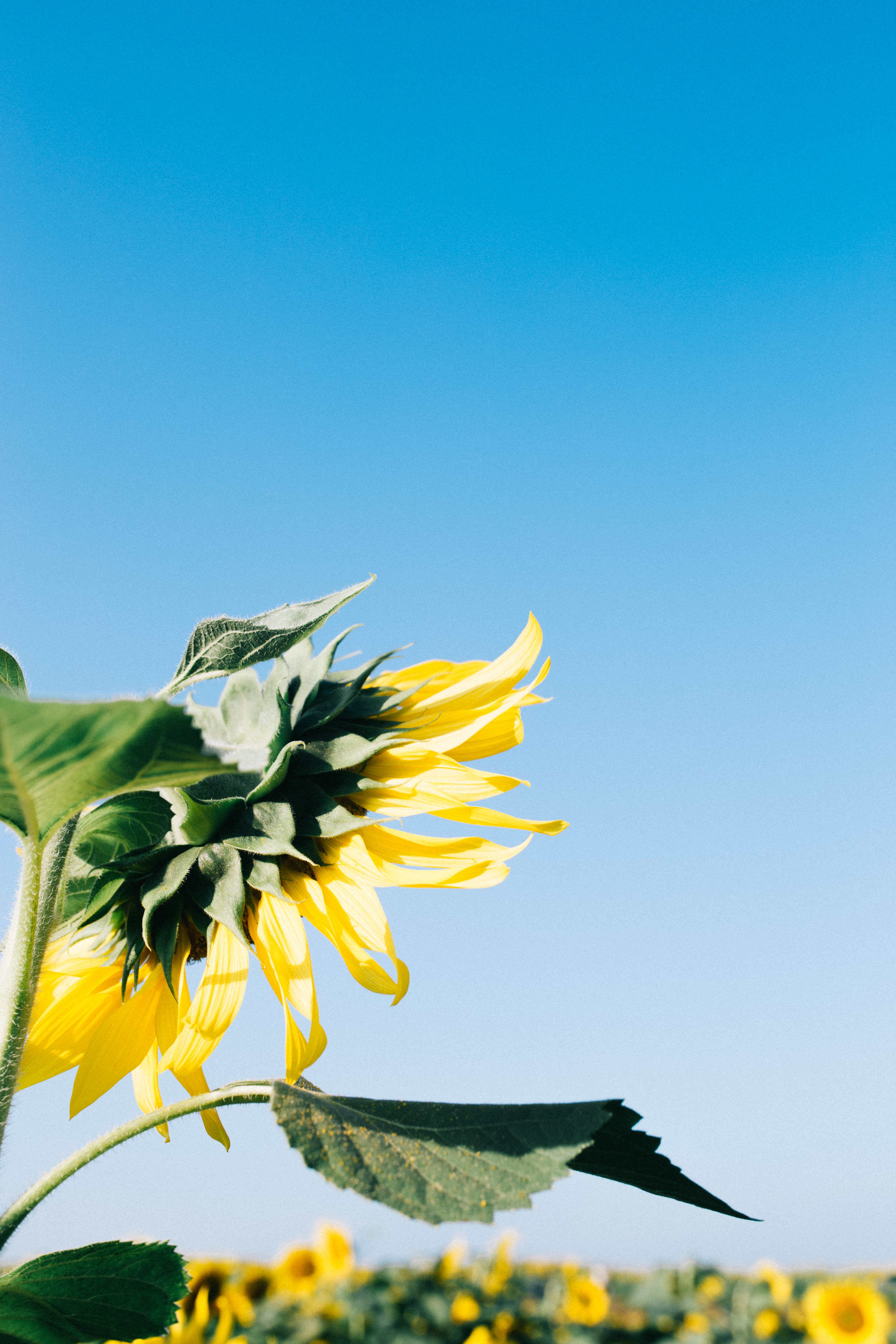 Canh dong hoa huong duong Nghe An anh 7