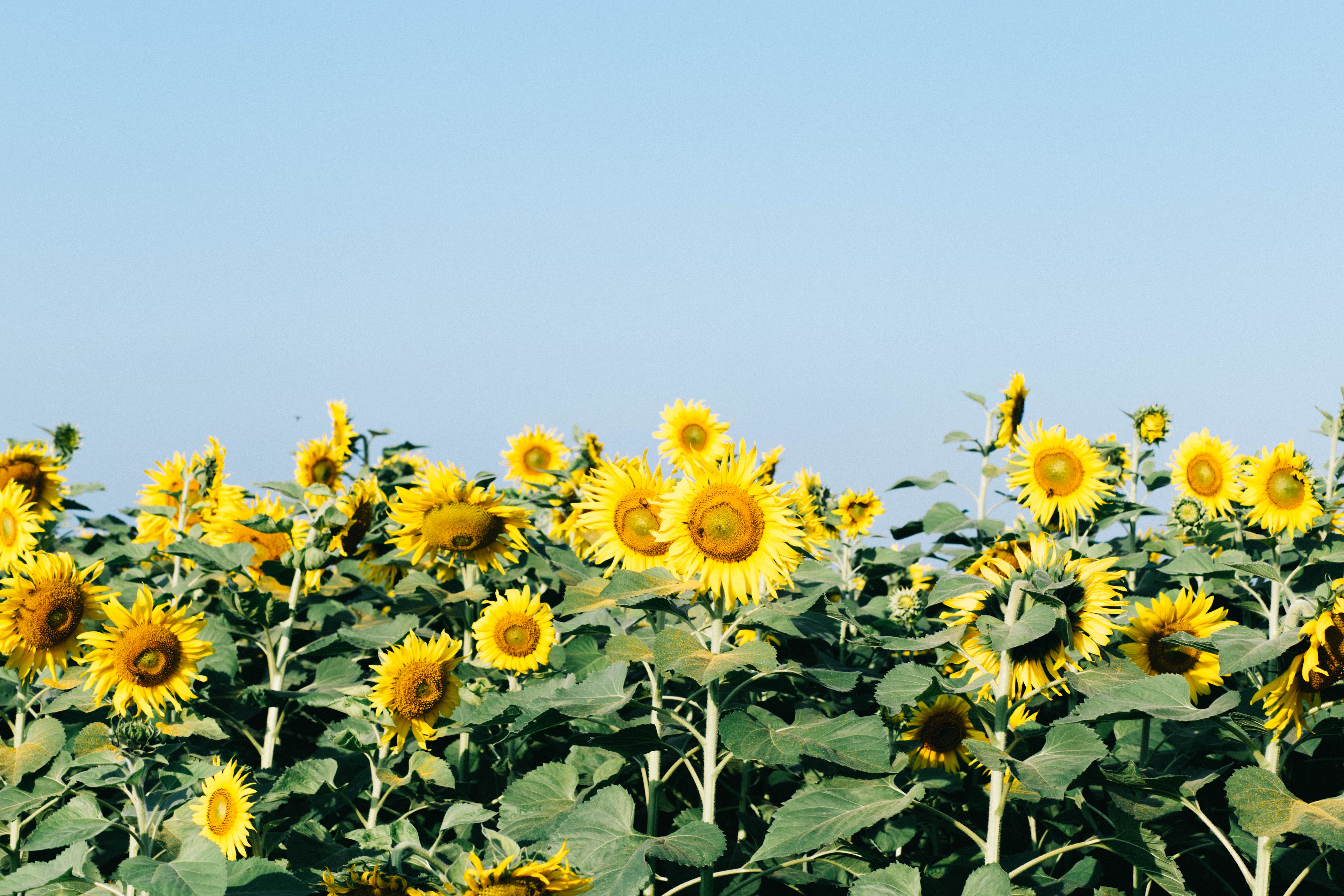 Canh dong hoa huong duong Nghe An anh 3