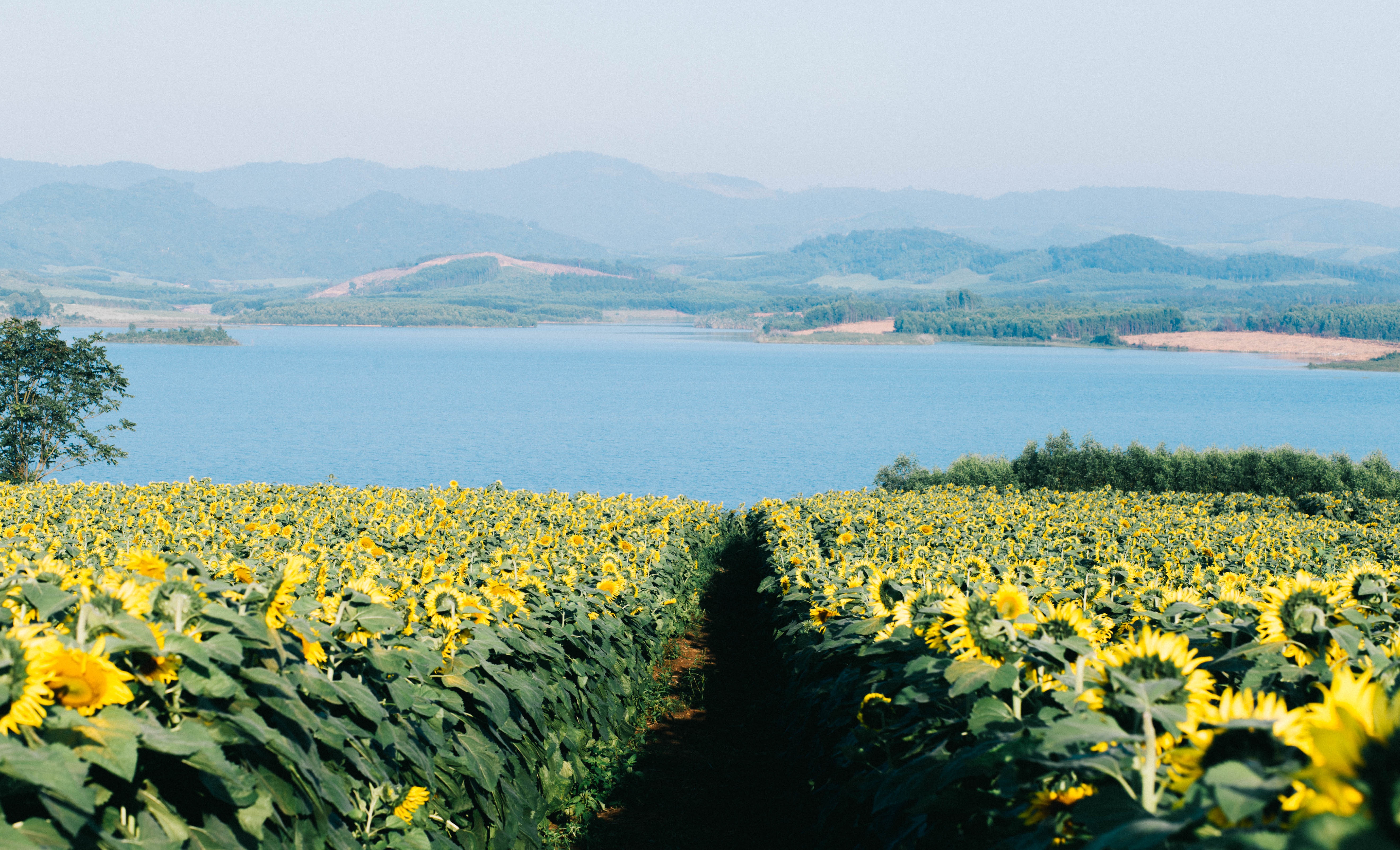 Canh dong hoa huong duong Nghe An anh 4