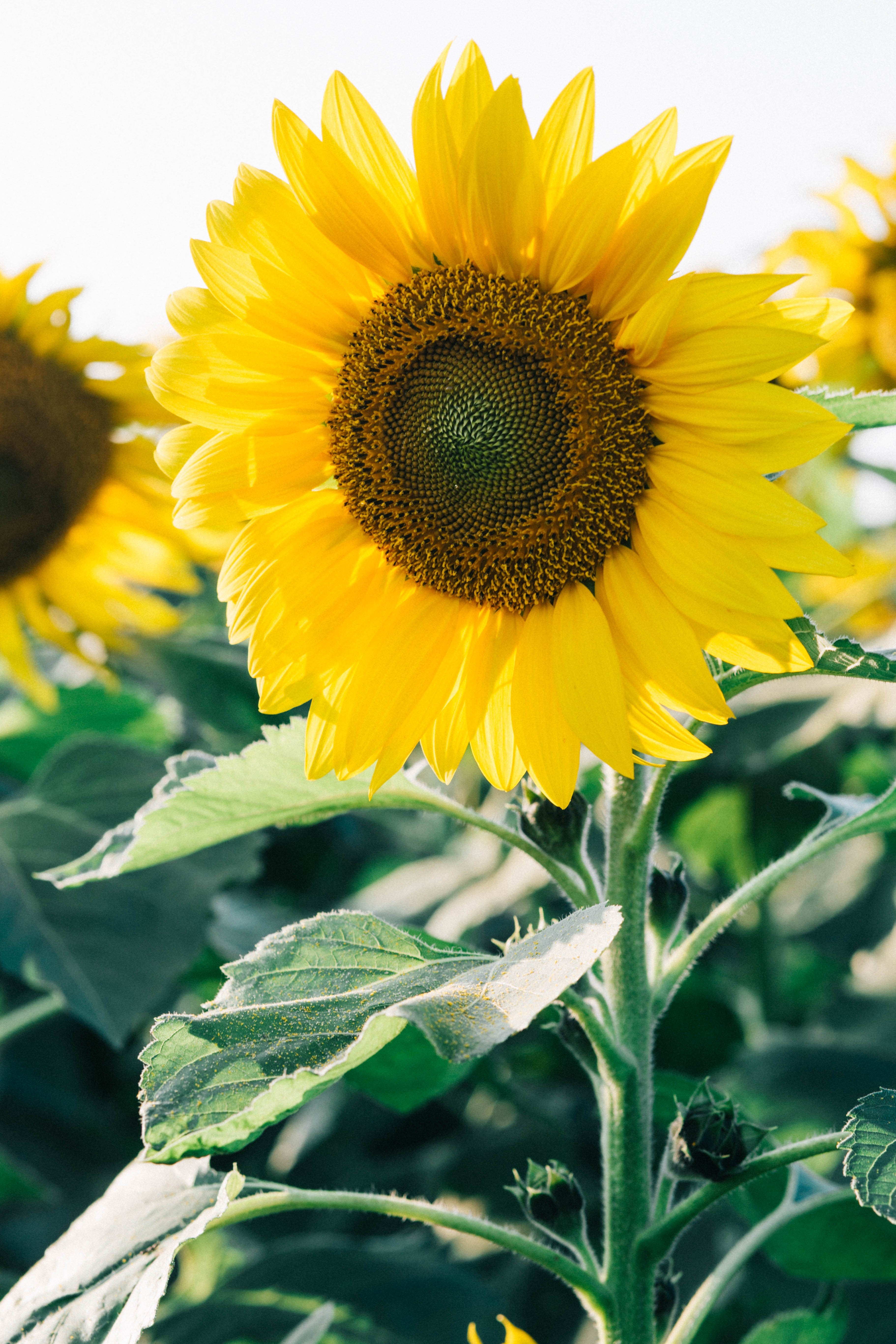 Canh dong hoa huong duong Nghe An anh 8