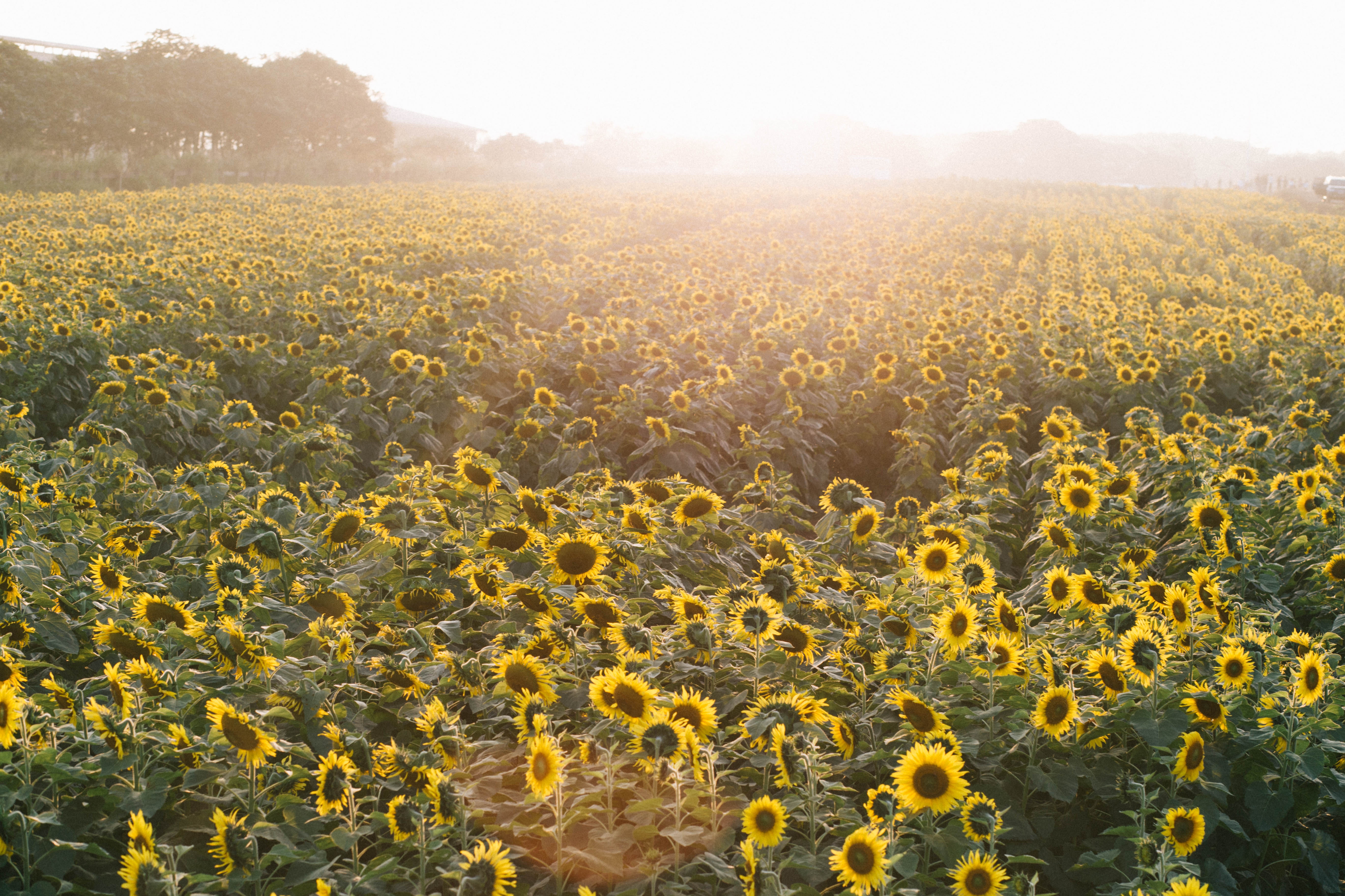 Canh dong hoa huong duong Nghe An anh 11