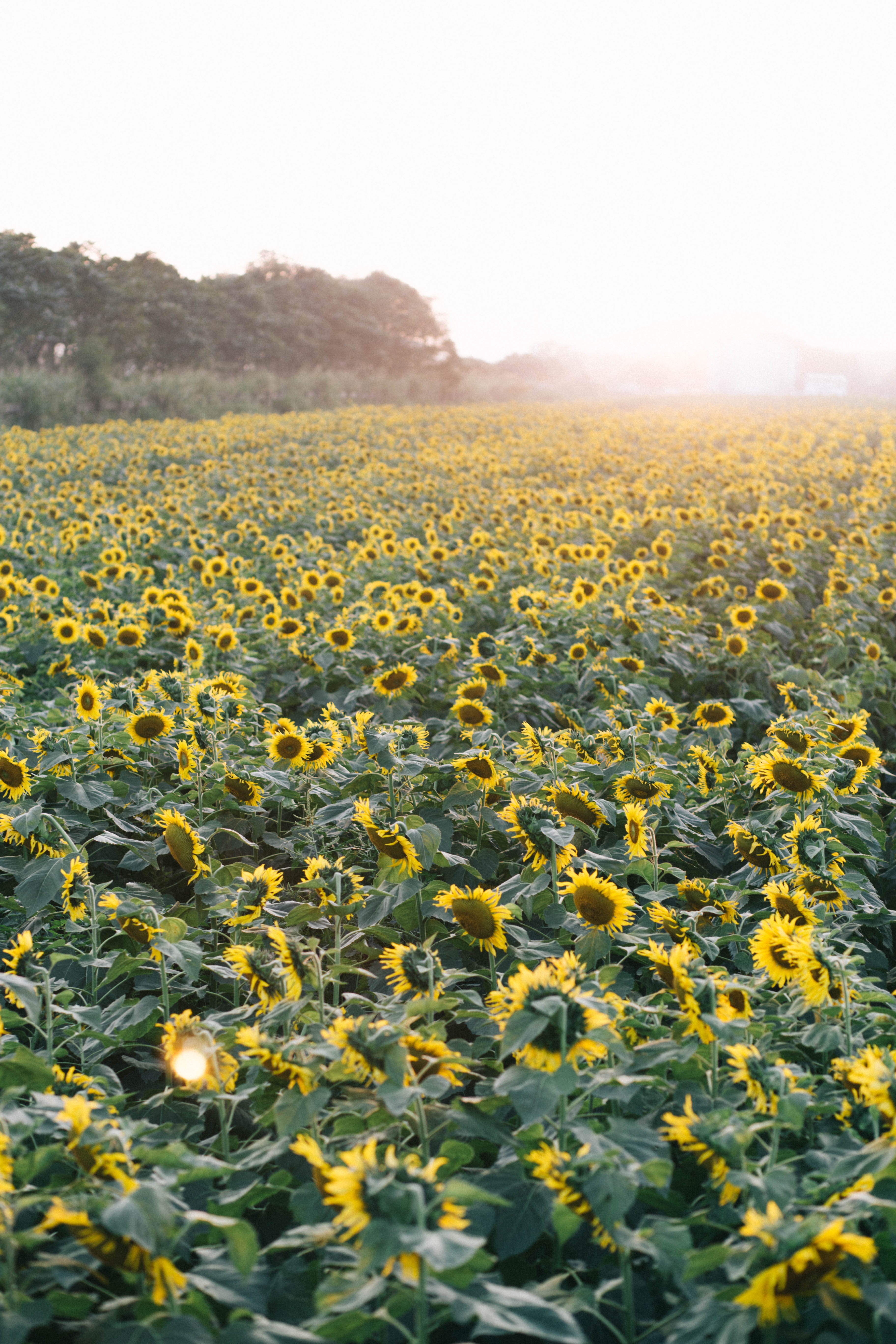 Canh dong hoa huong duong Nghe An anh 9