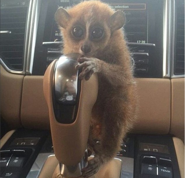 Nha giau Dubai nuoi su tu anh 7