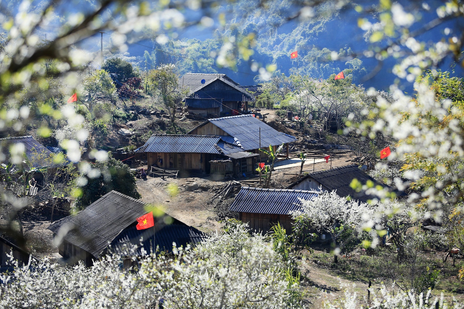 Moc Chau 'chay' phong nghi anh 1