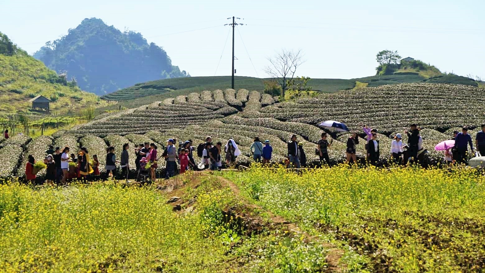 Du lich dau nam 2019 anh 11