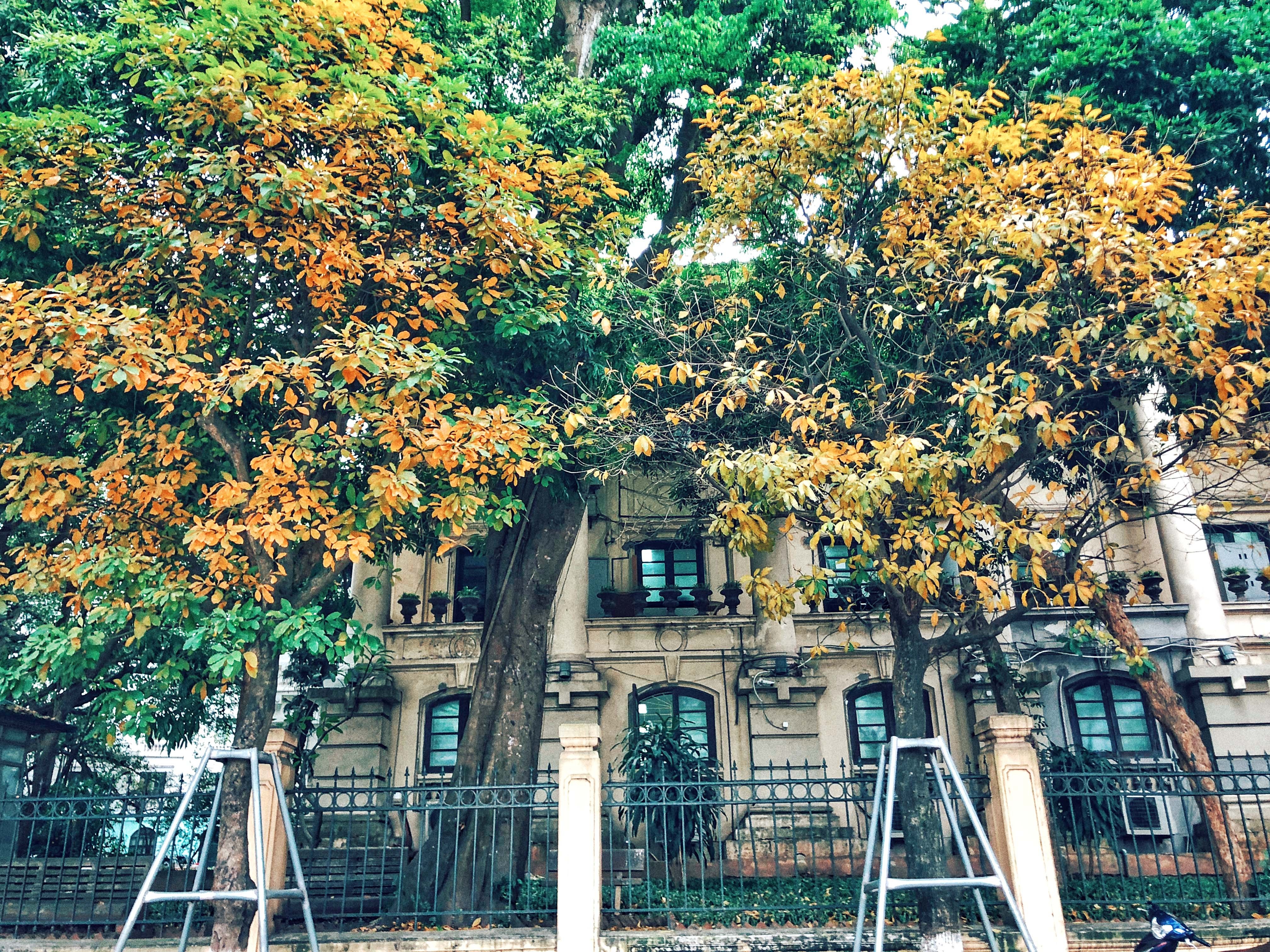 Ha Noi mua thay la anh 7