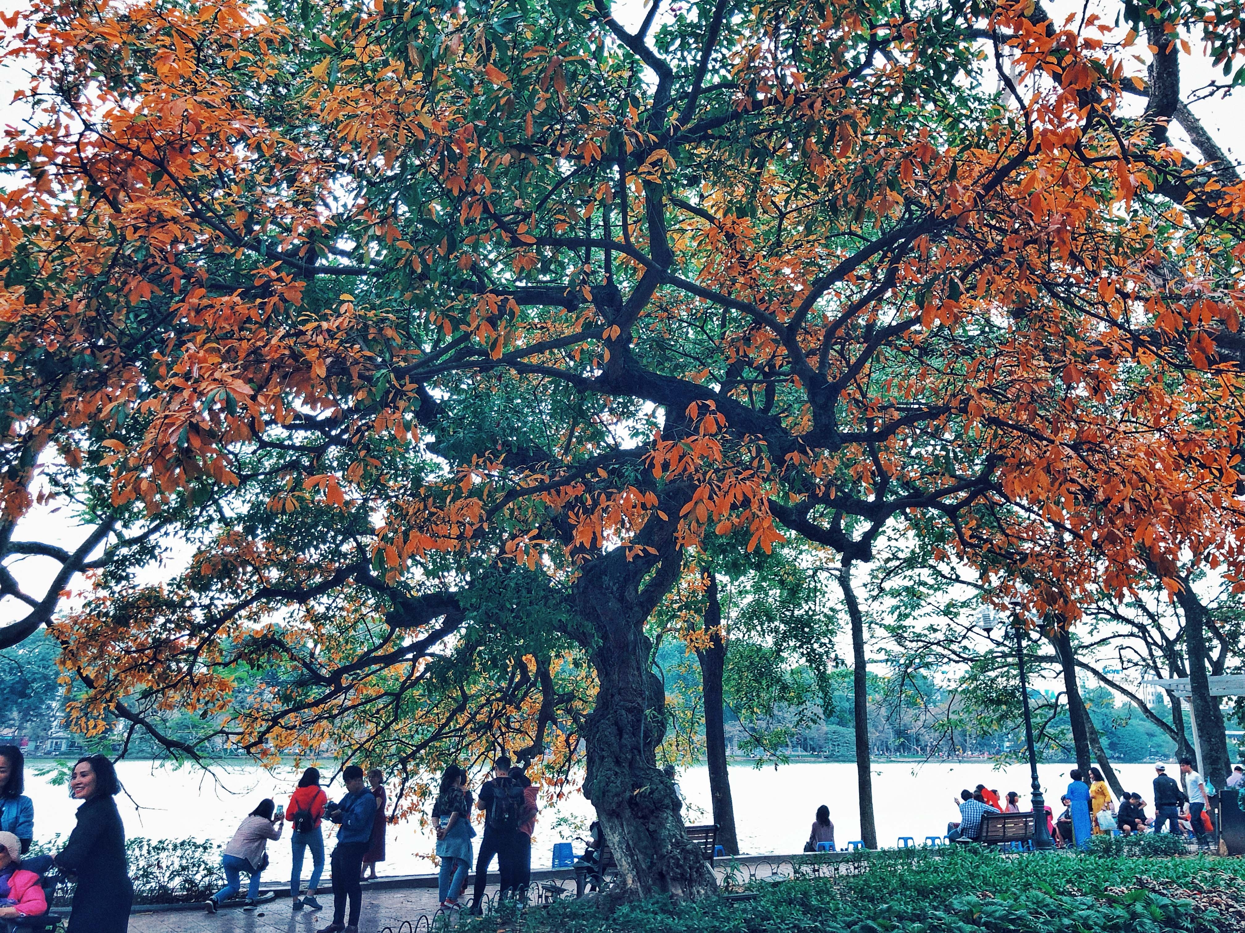 Ha Noi mua thay la anh 11