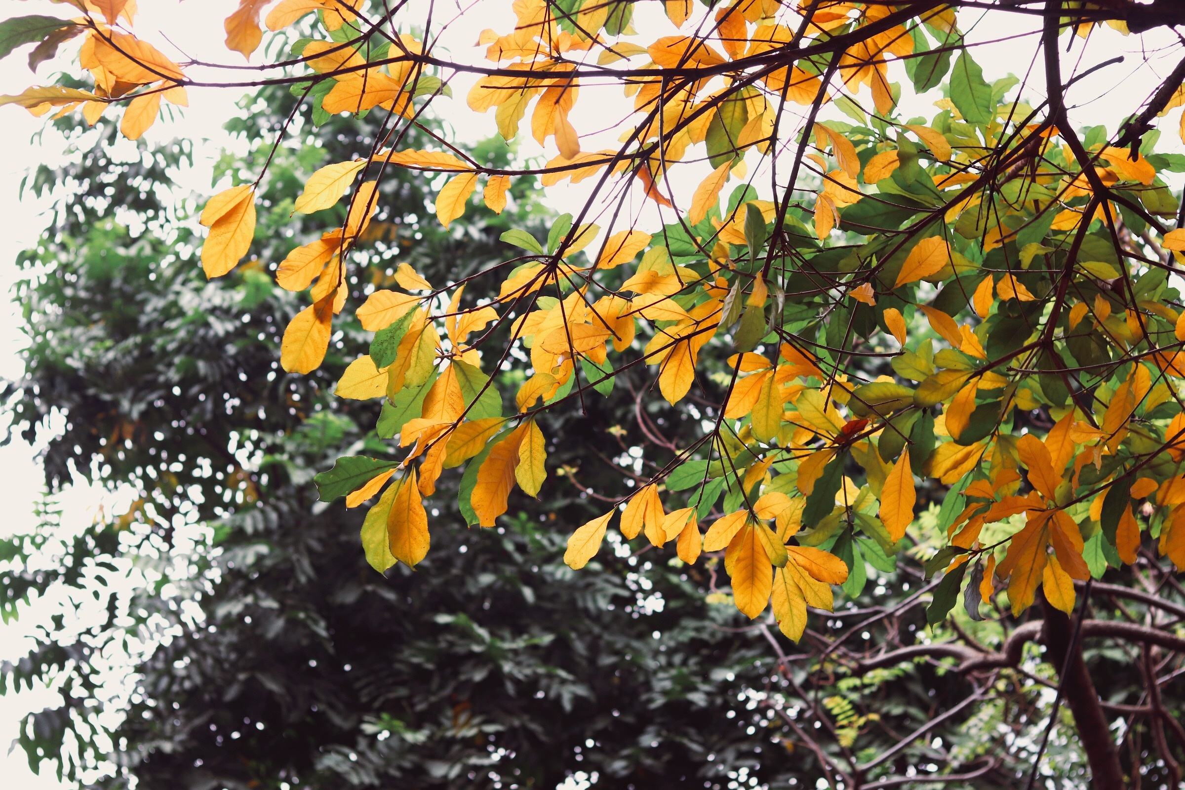 Ha Noi giao mua anh 3