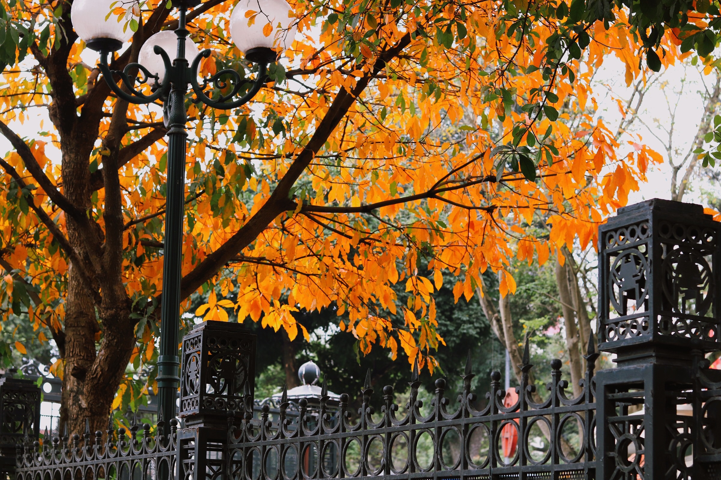 Ha Noi giao mua anh 4