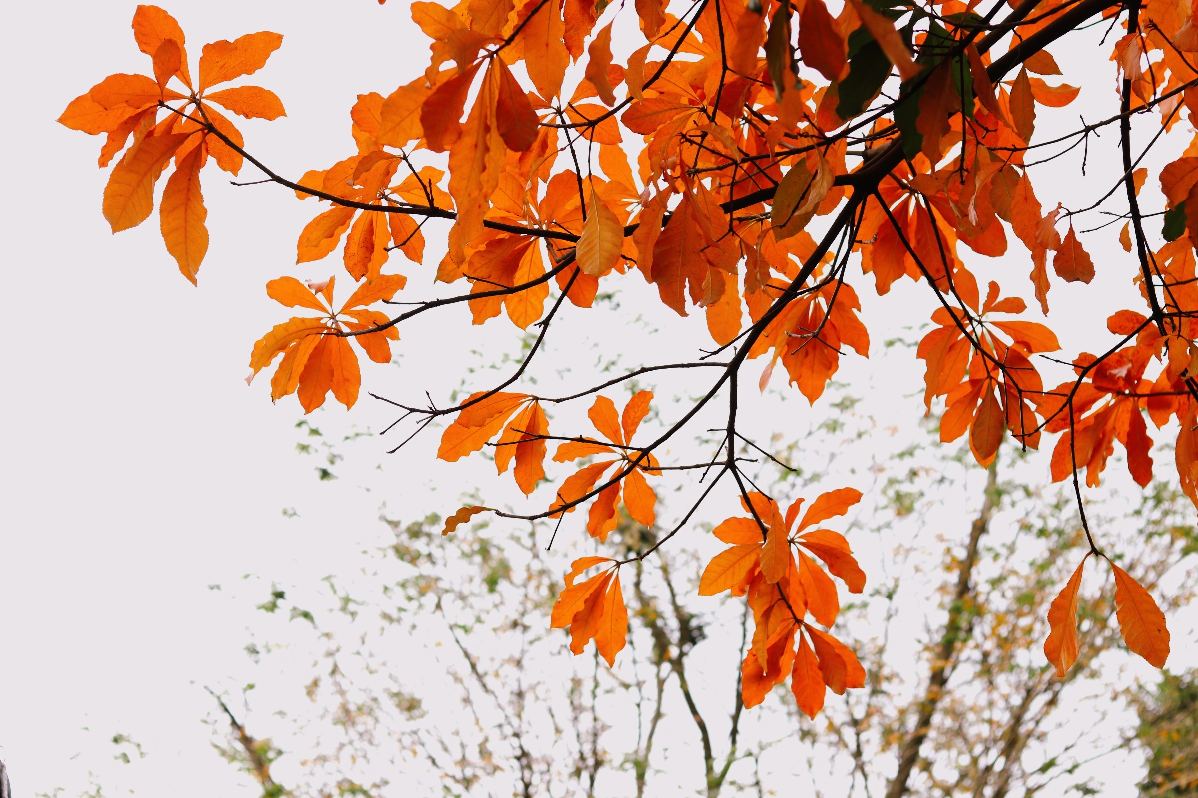 Ha Noi mua la vang khap pho, khong thieu goc song ao tua xu kim chi hinh anh