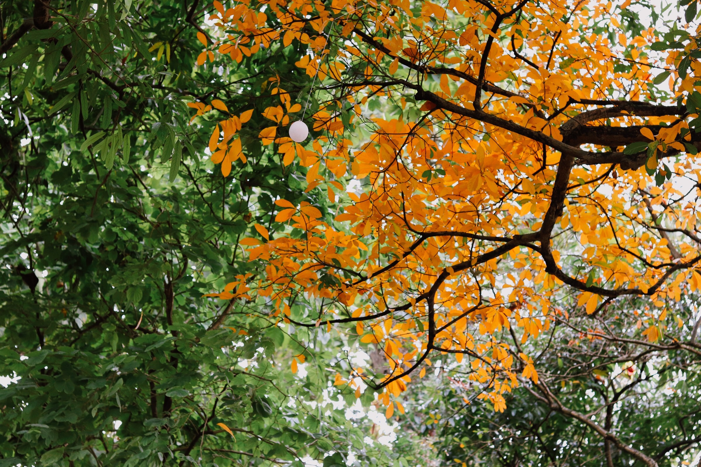 Ha Noi giao mua anh 13