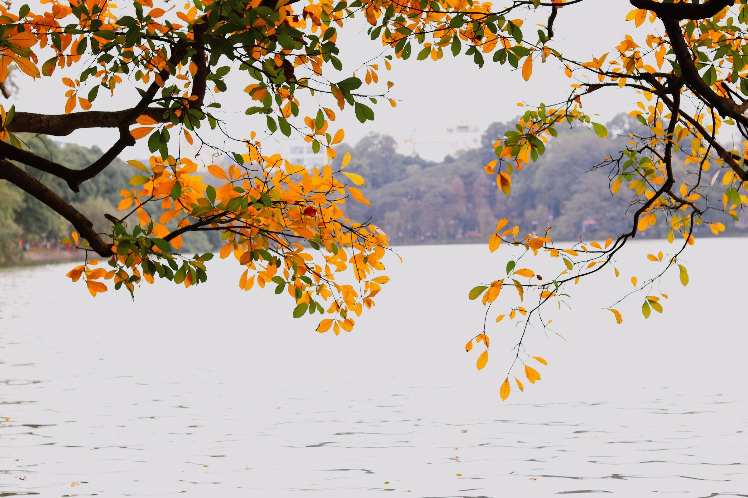 Ha Noi giao mua anh 12